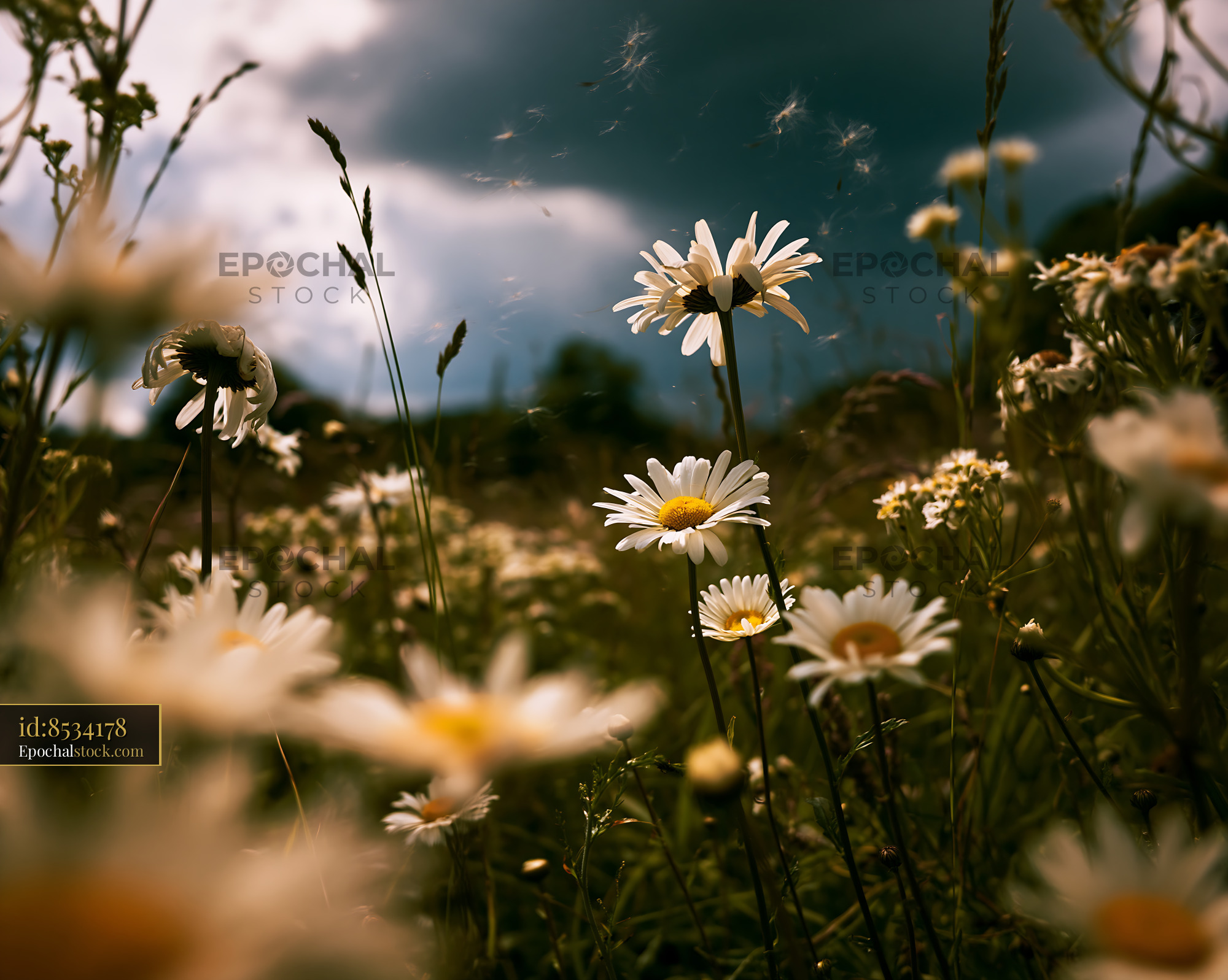 Watermarked full-resolution preview of Daisies in a field under cloudy skies