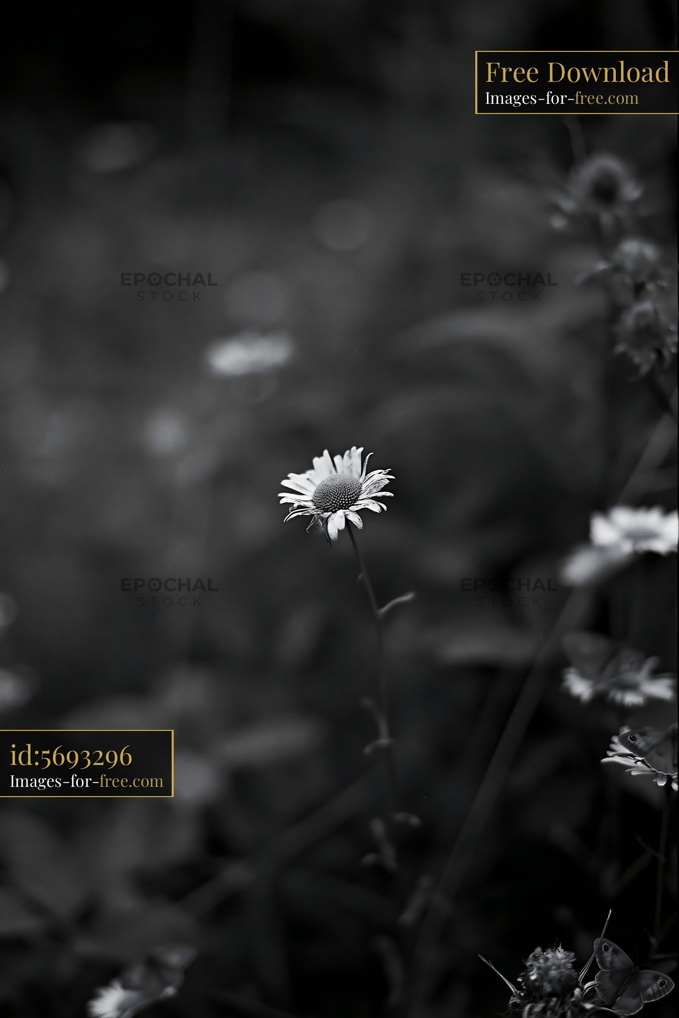 Watermarked full-resolution preview of Single white flower growing in a field of greenery