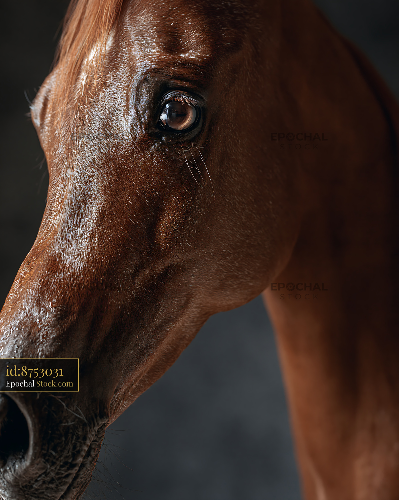 Close up of a chestnut horse eye with dramatic lighting