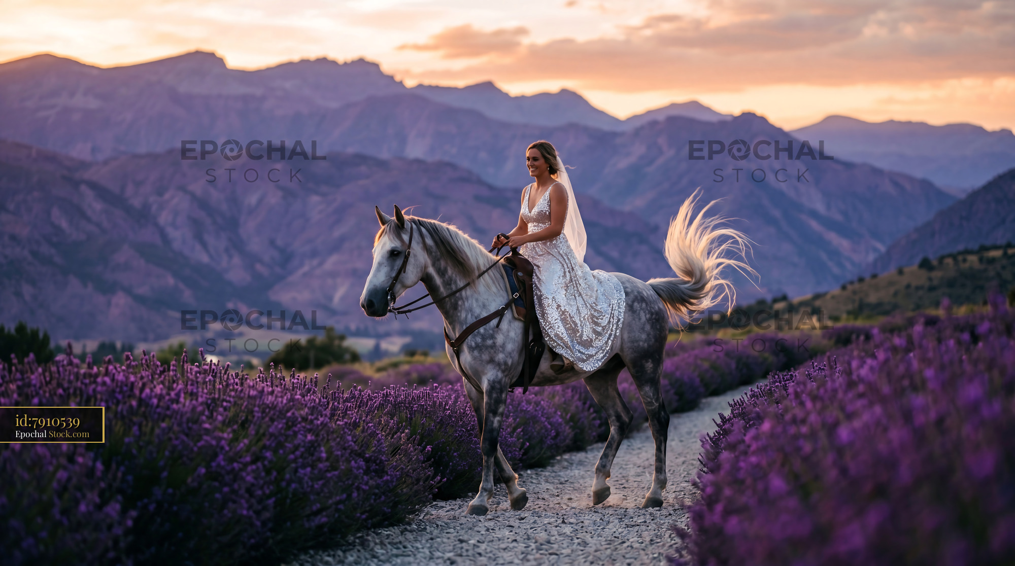 Romantic Cowgirl Bride on Horse in Lavender - stock photo