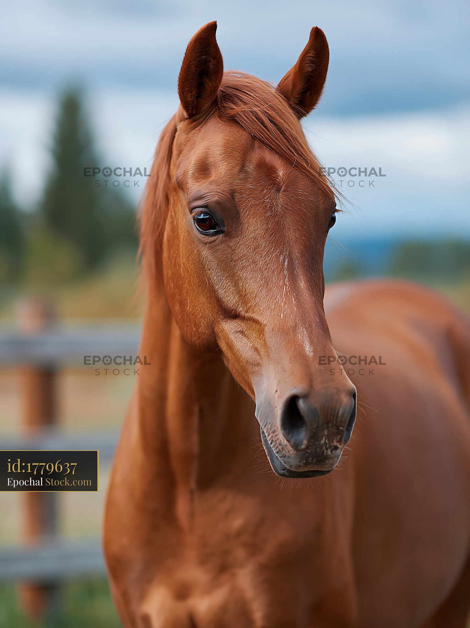 Portrait of a chestnut horse standing in a paddock on a ranch