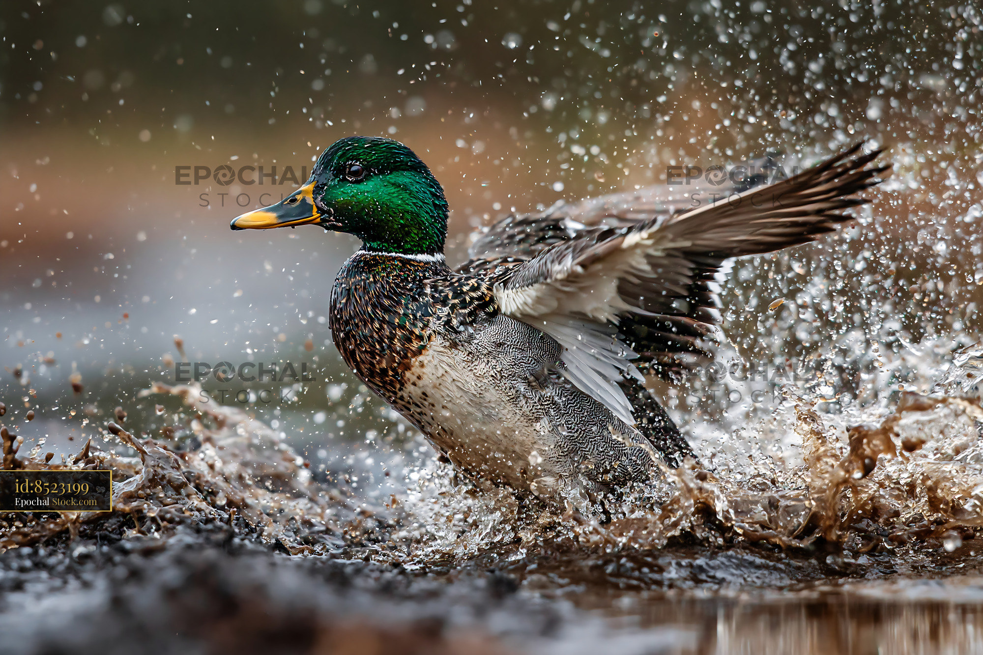 Male mallard duck splashing in a muddy puddle with wings spread - stock photo