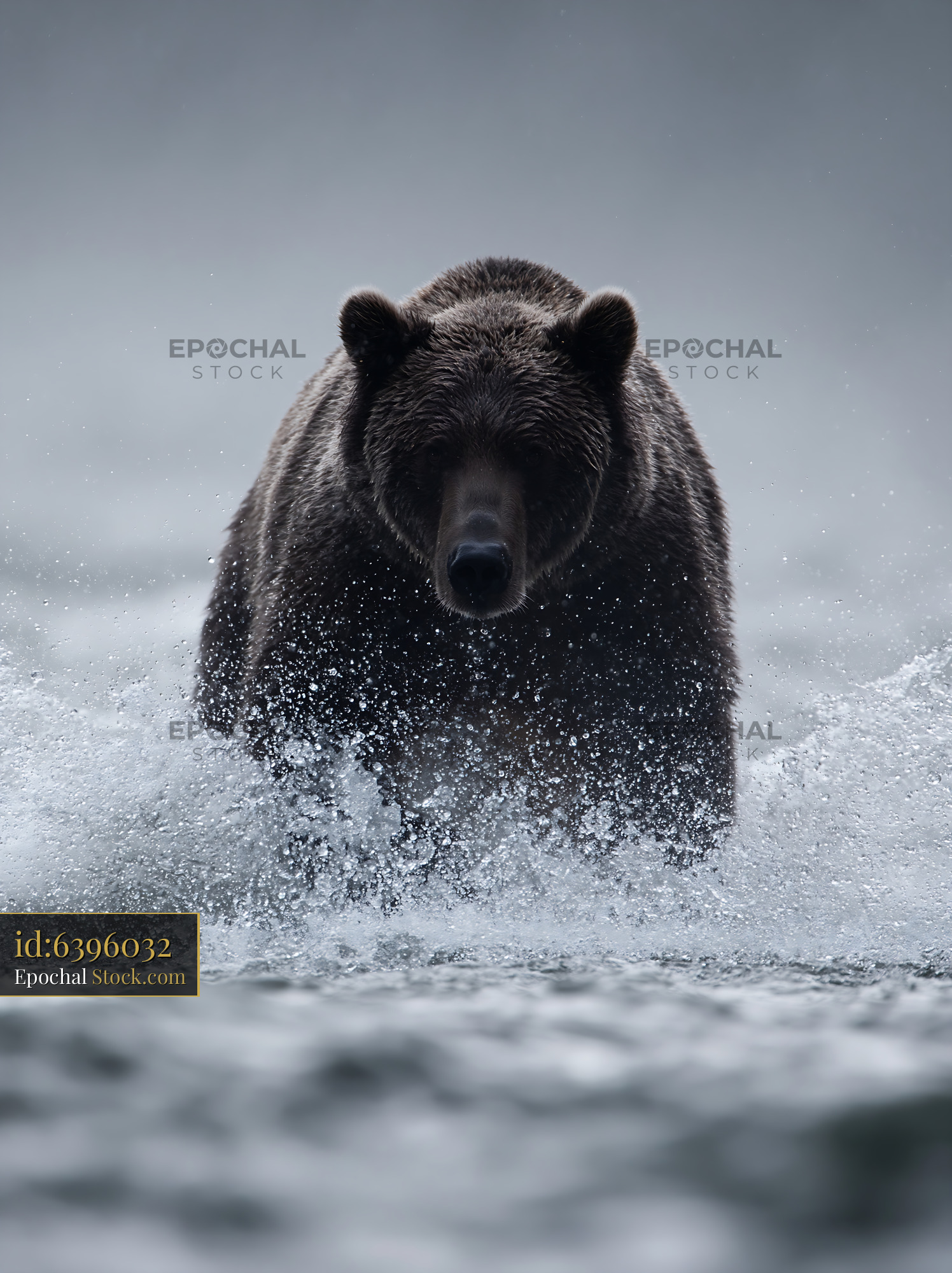 Grizzly bear charging through water in moody atmospheric light - stock photo