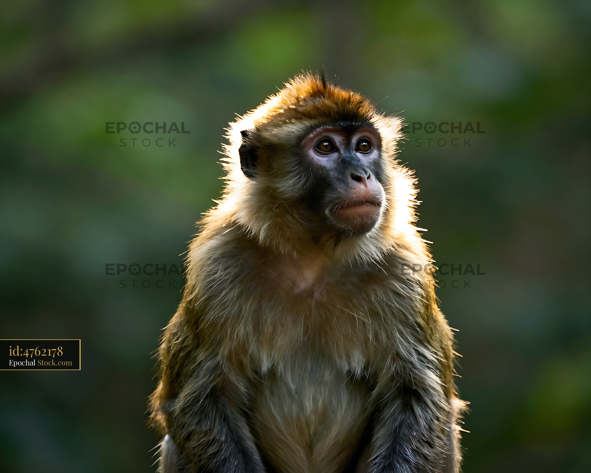 Crab-eating macaque looking up with golden backlighting in the forest - stock photo