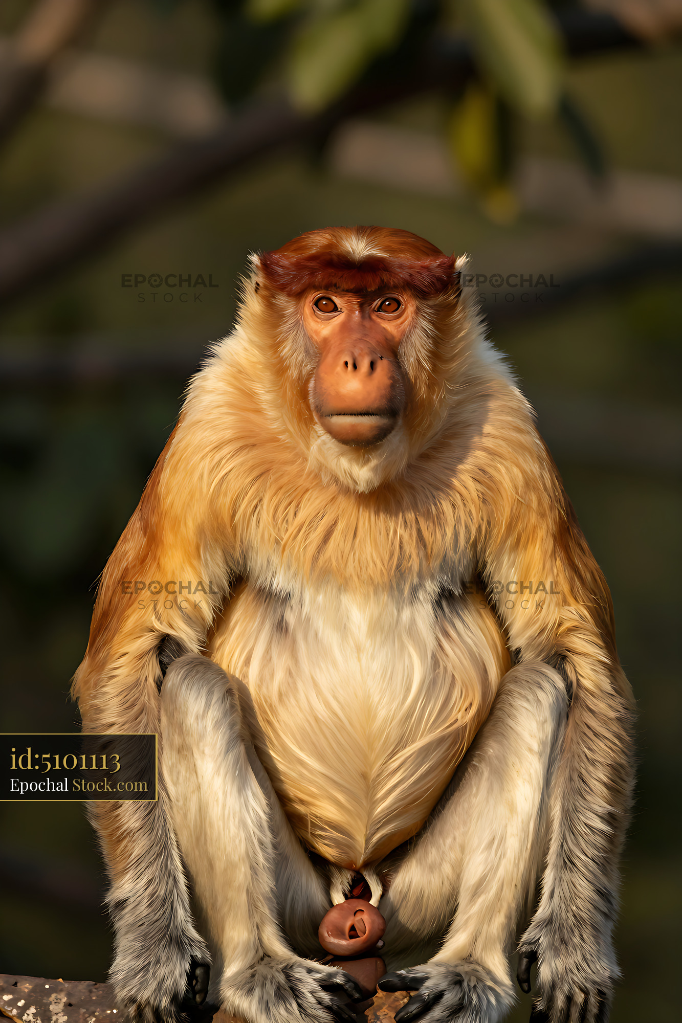 Proboscis monkey sitting calmly in soft golden sunlight - stock photo