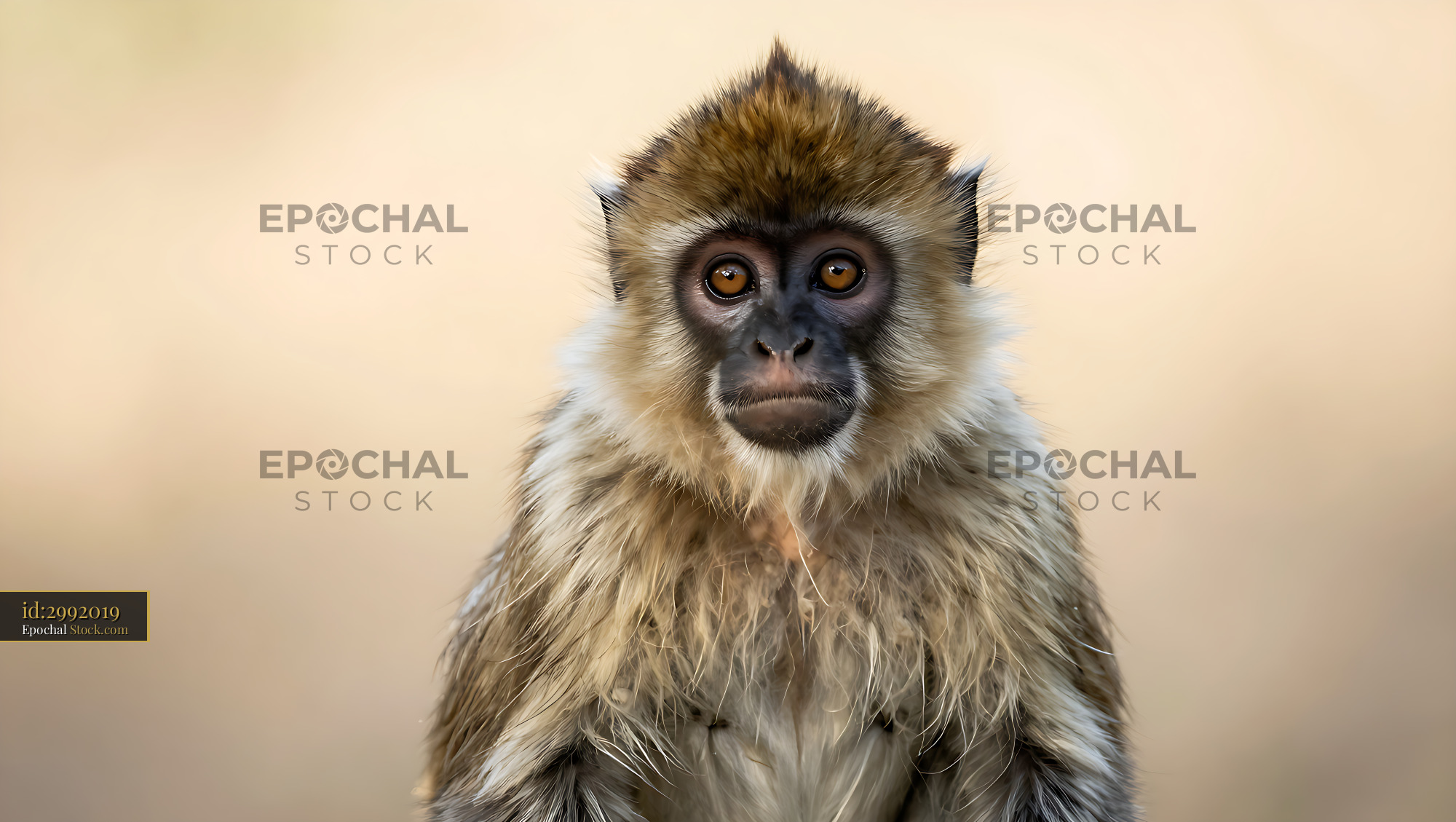 Diana monkey portrait with direct gaze and expressive eyes - stock photo