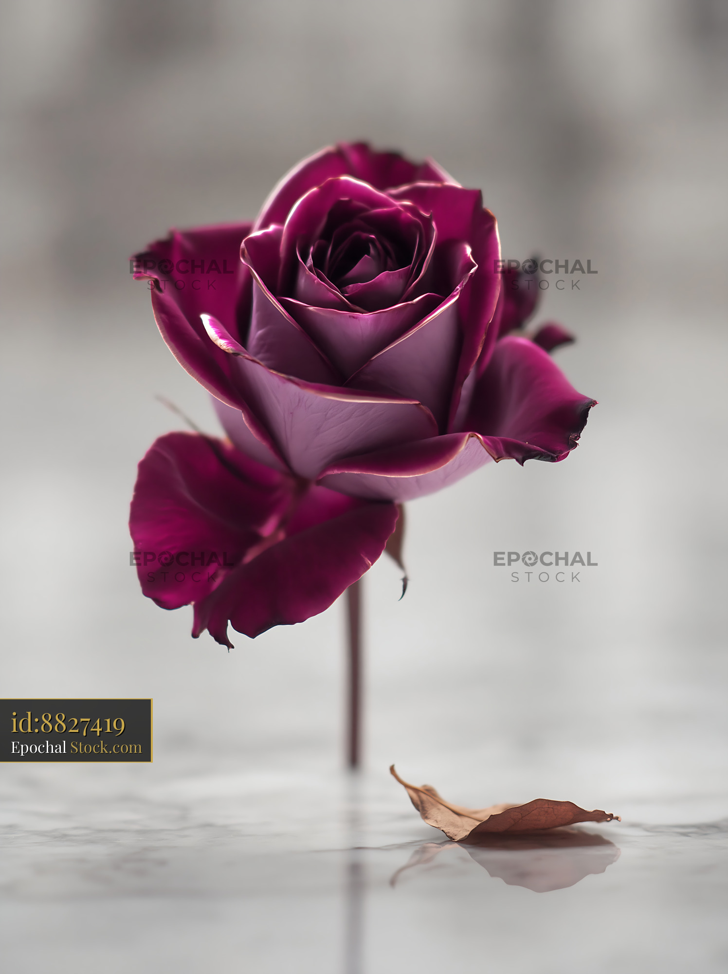 Single purple rose on marble surface with a fallen dried leaf - stock photo
