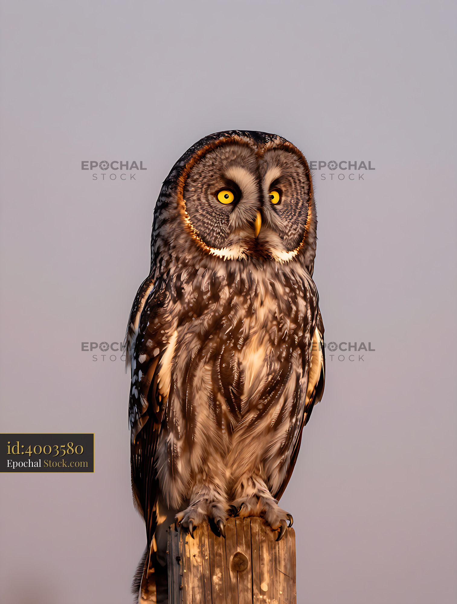 Majestic great grey owl perched on a wooden post during golden hour - stock photo