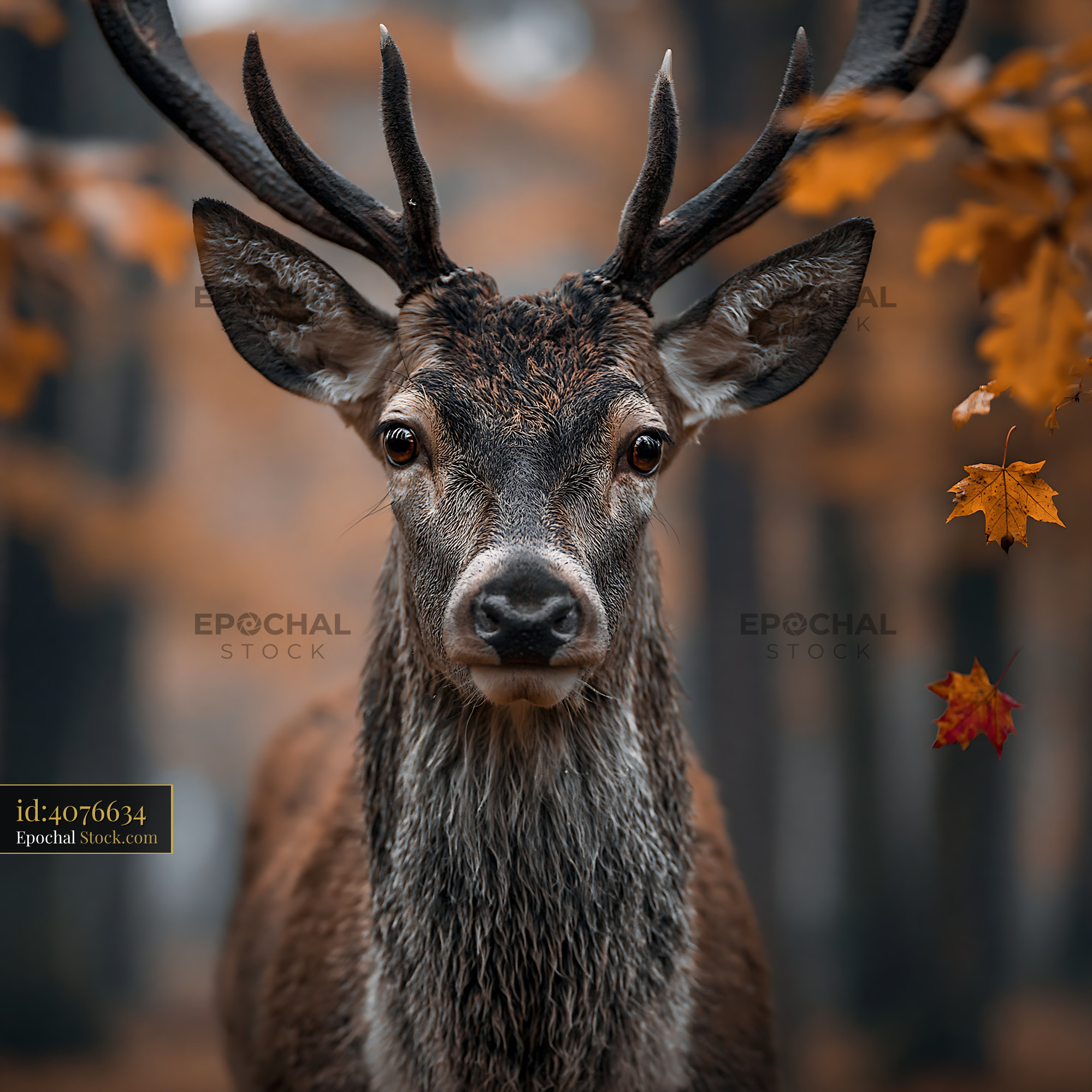 Red deer stag in misty autumn forest with falling orange leaves - stock photo