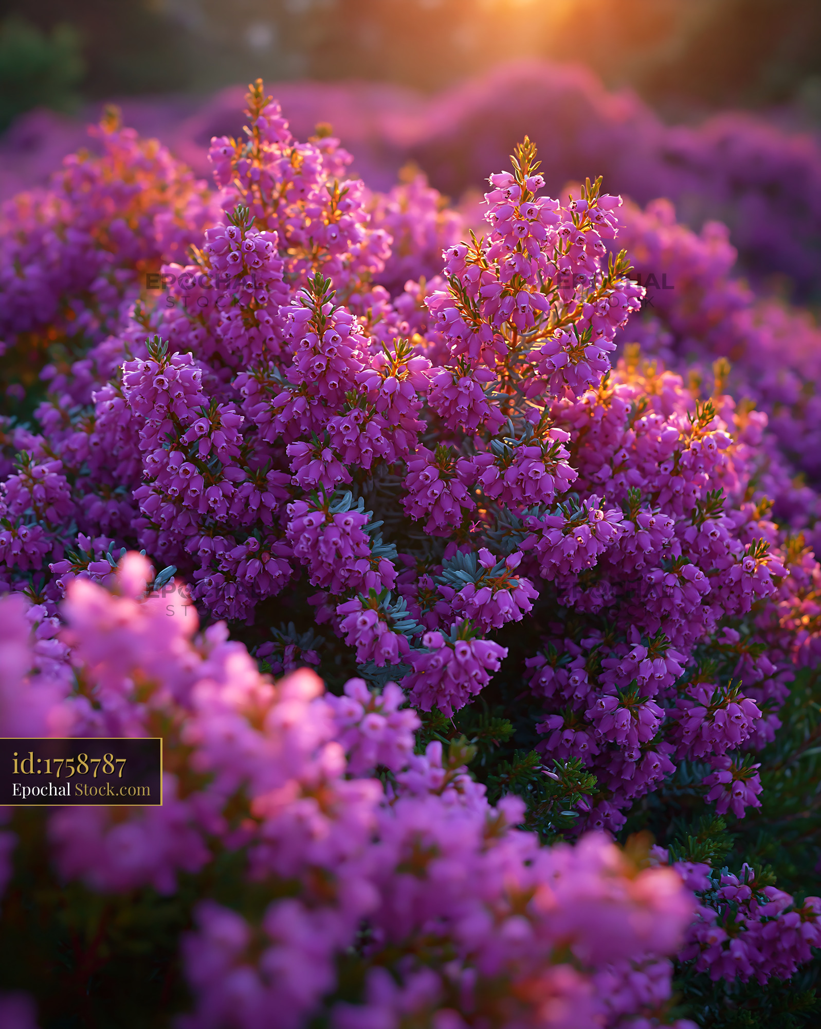Pink field of blooming heather glowing in the warm sunset light - stock photo