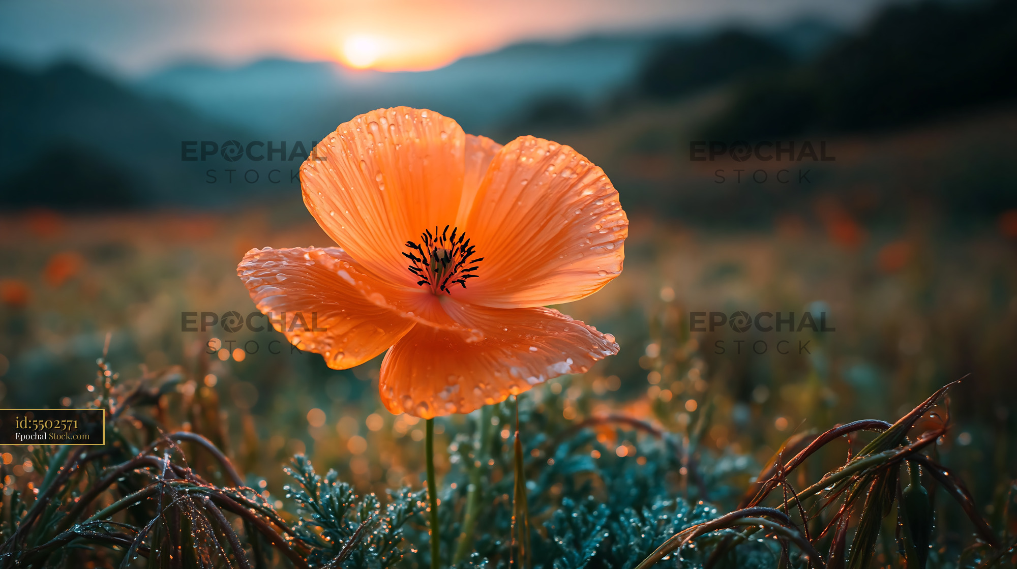 Orange poppy with dew drops in a wild meadow at sunset - stock photo