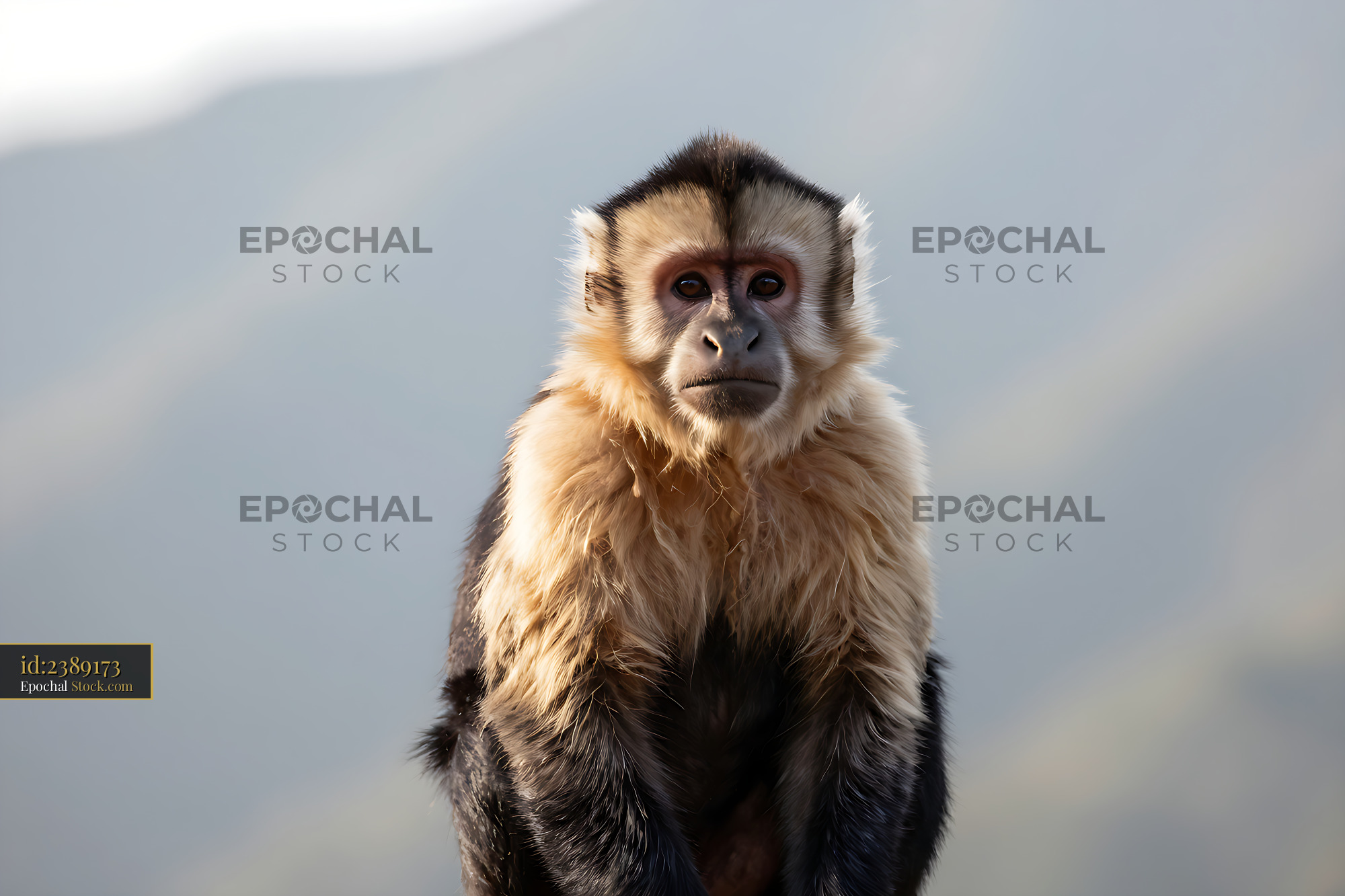 Capuchin monkey with golden fur looking directly at camera outdoors - stock photo