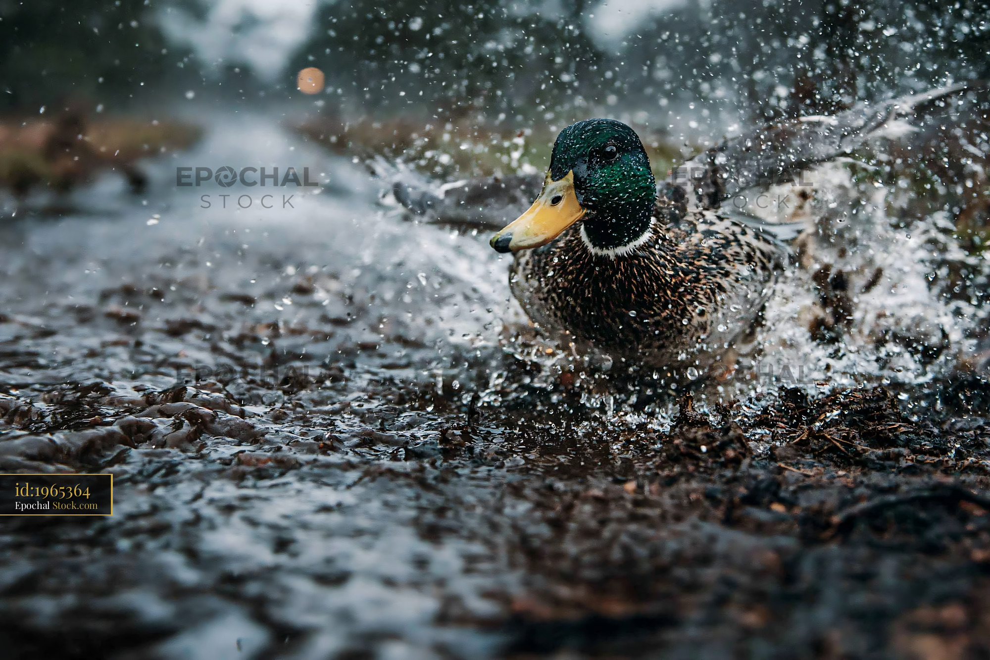 Mallard duck splashing in a muddy puddle on a rainy day - stock photo