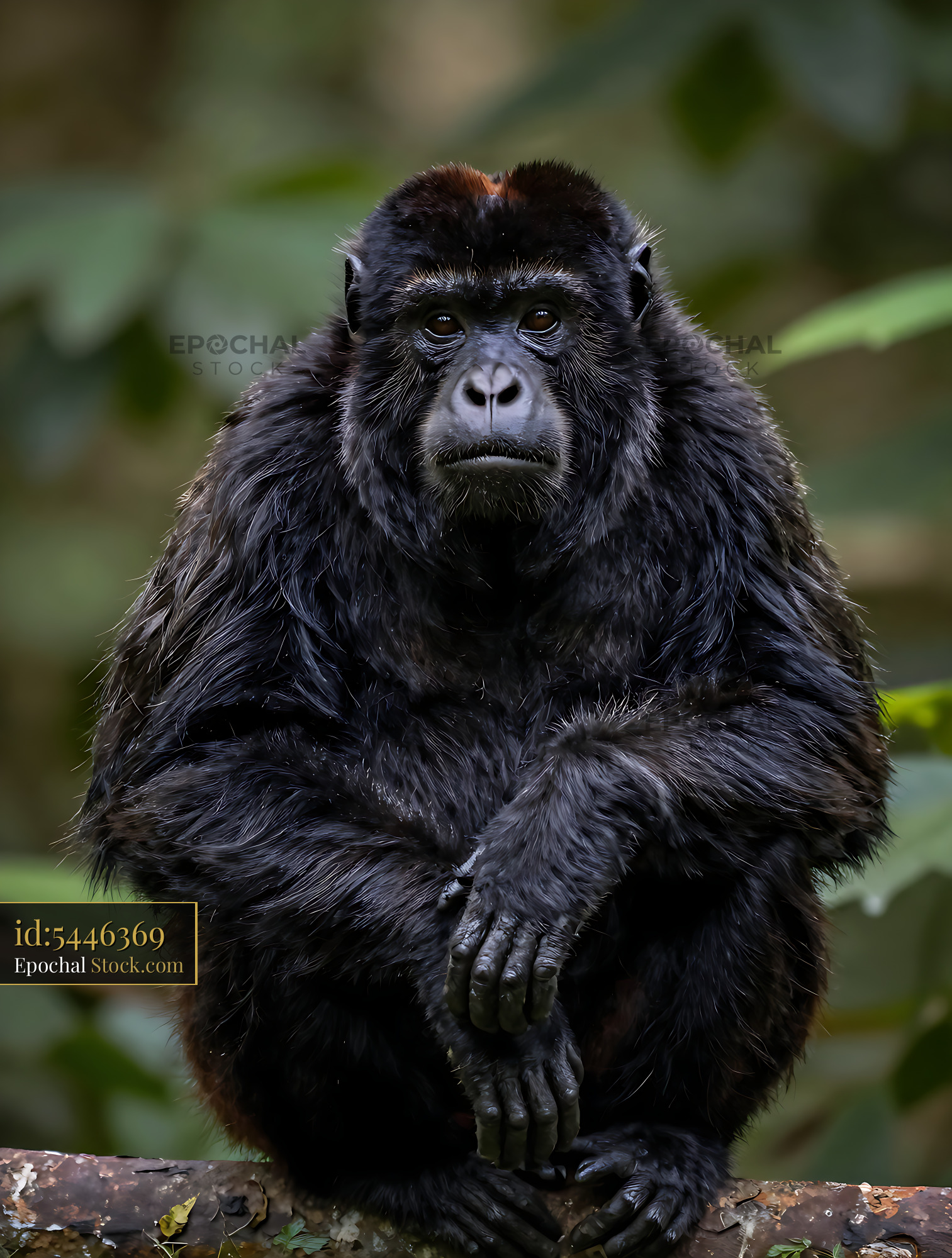 Black howler monkey sitting on a branch in the tropical rainforest - stock photo