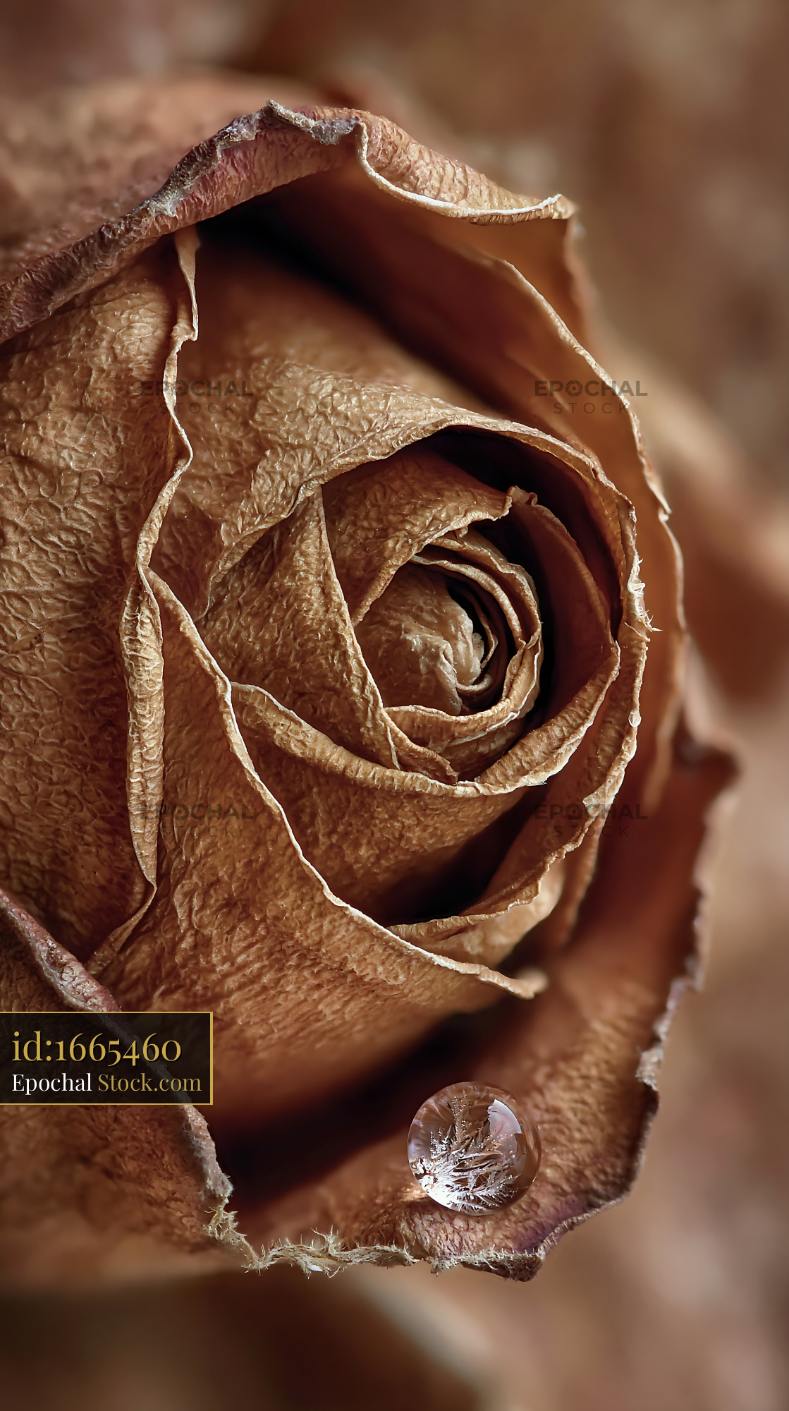 Macro shot of a withered brown rose with a single water drop - stock photo