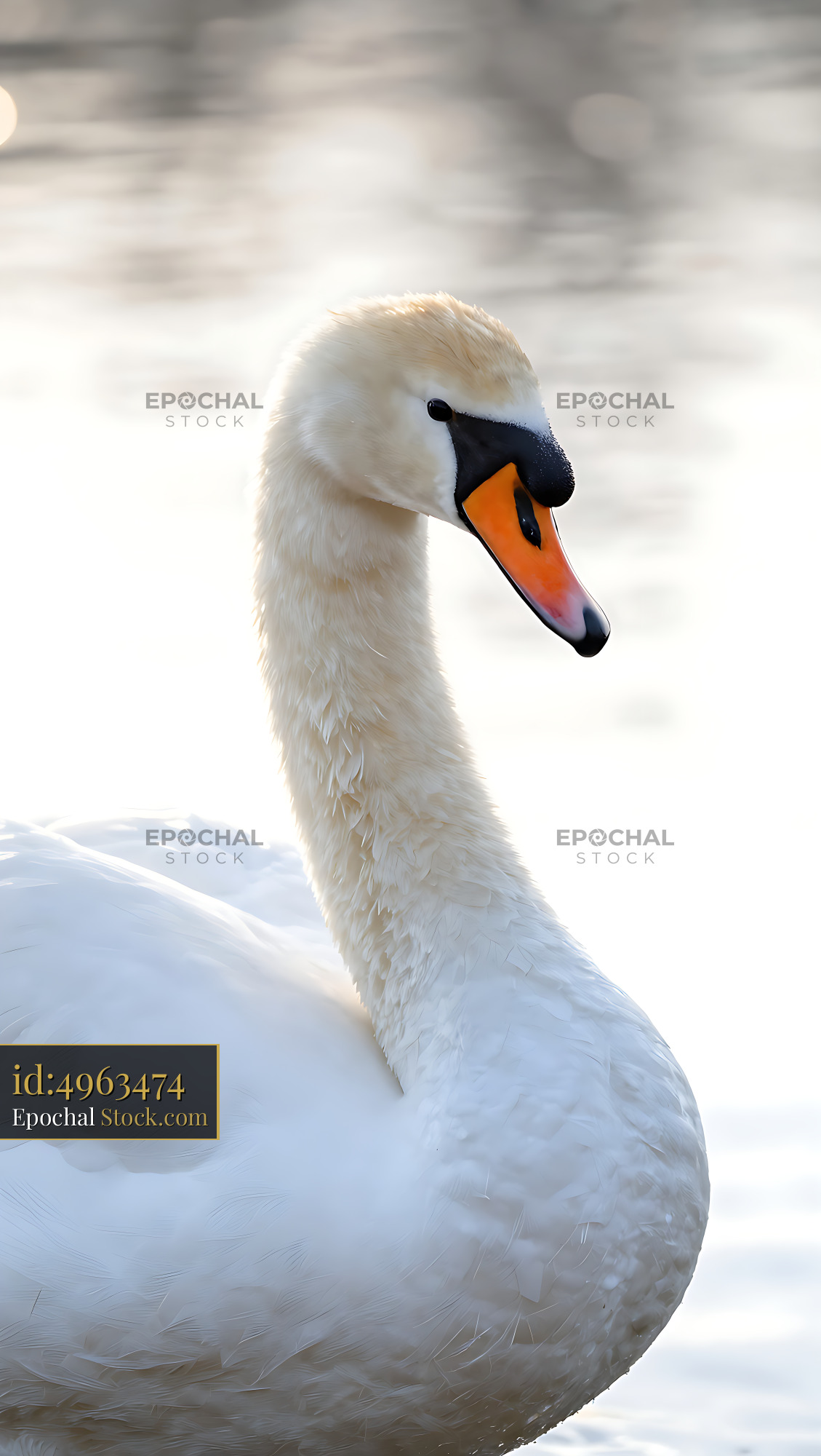 Elegant mute swan portrait with white feathers during golden hour - stock photo