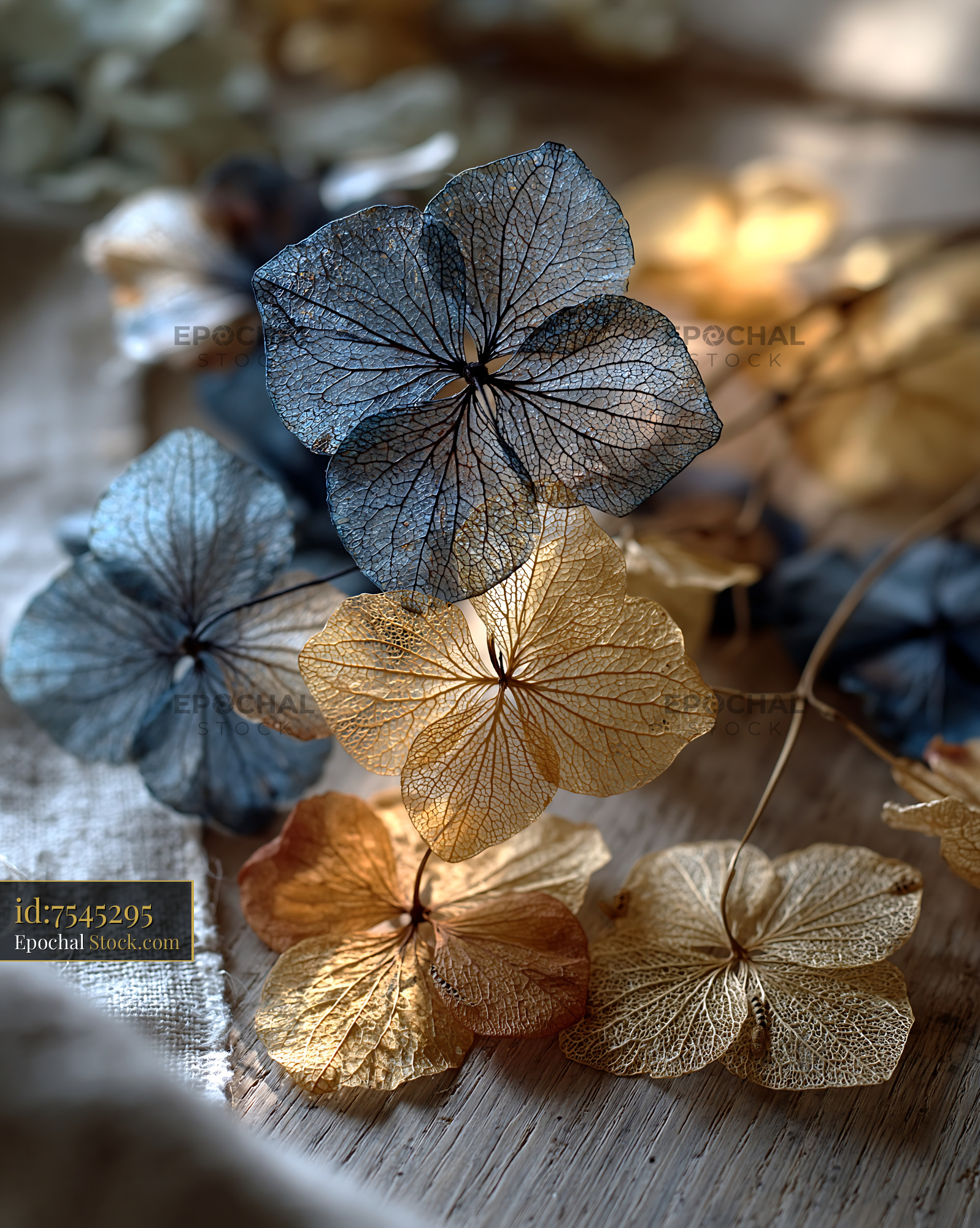 Dry hydrangea bouquet on a wooden table in natural sunlight - stock photo