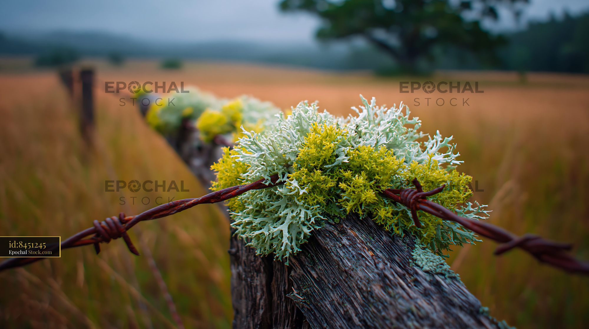 Lichen and barbed wire on a rustic wooden fence in a quiet meadow - stock photo