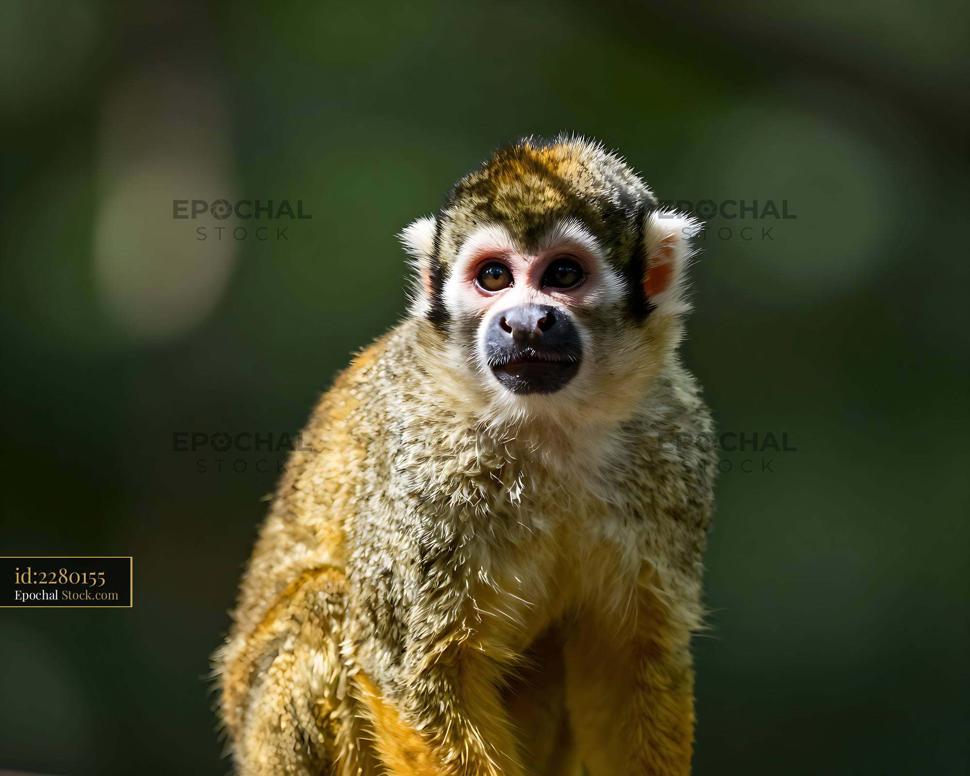 Squirrel monkey looking alert in a lush tropical forest setting - stock photo