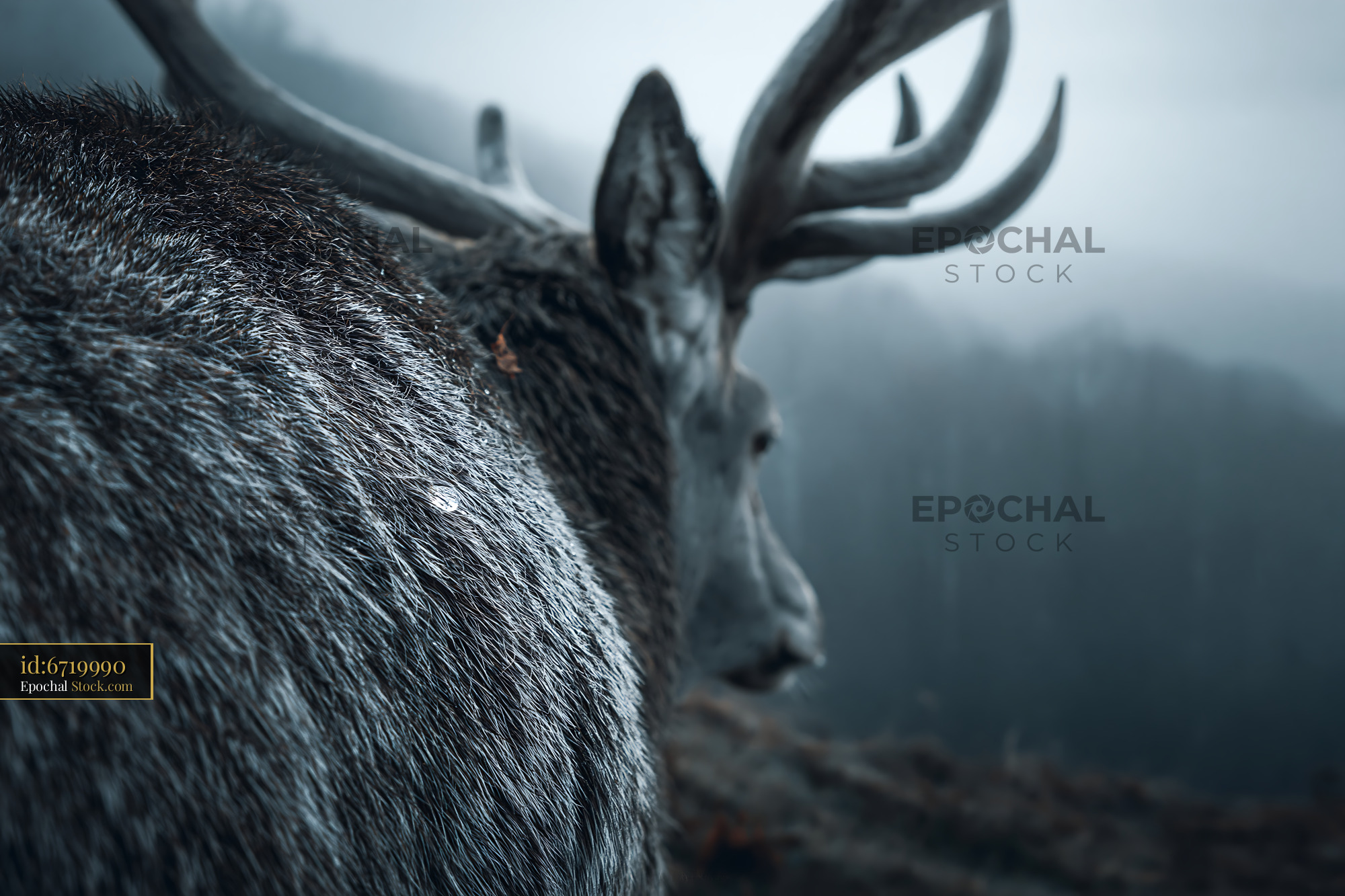 Majestic stag with frosted fur looking out over a misty forest