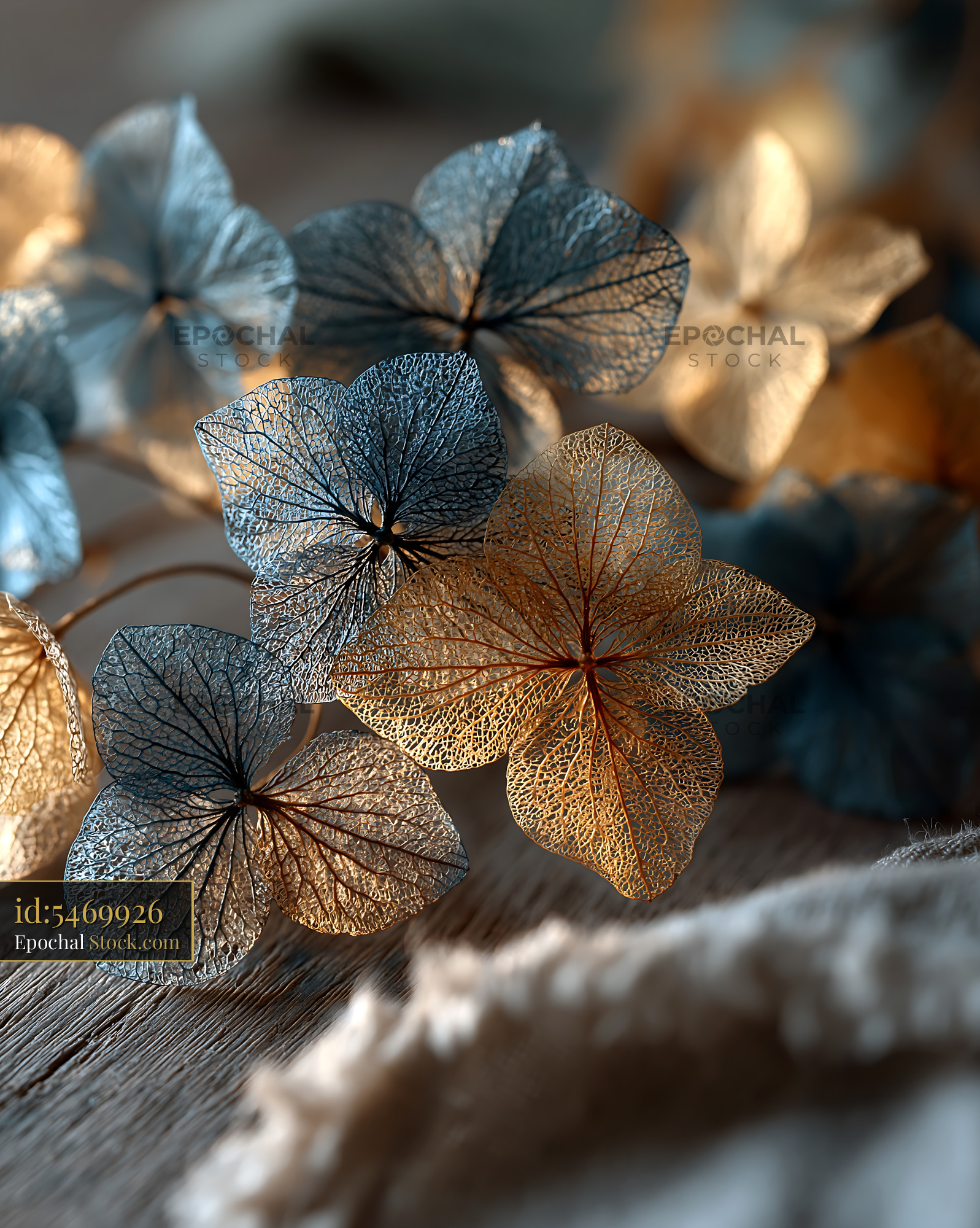 Delicate dried hydrangea petals in gold and blue on a rustic table - stock photo