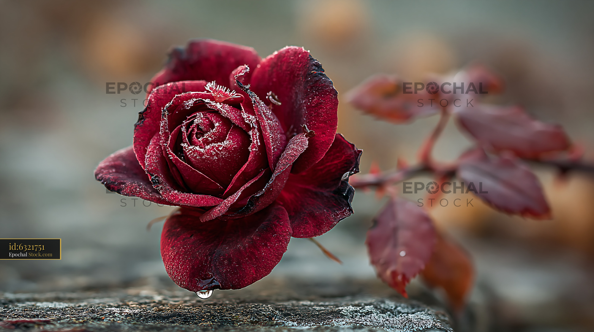 Frozen dark red rose covered in frost on a cold winter morning - stock photo