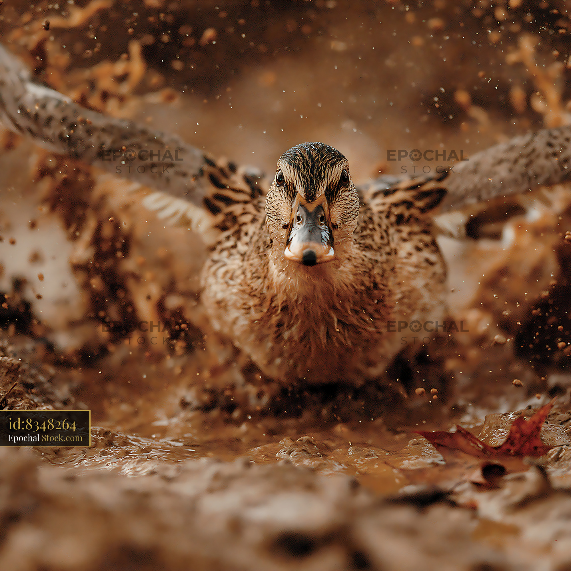 Wild female duck splashing in a muddy puddle with wings spread - stock photo