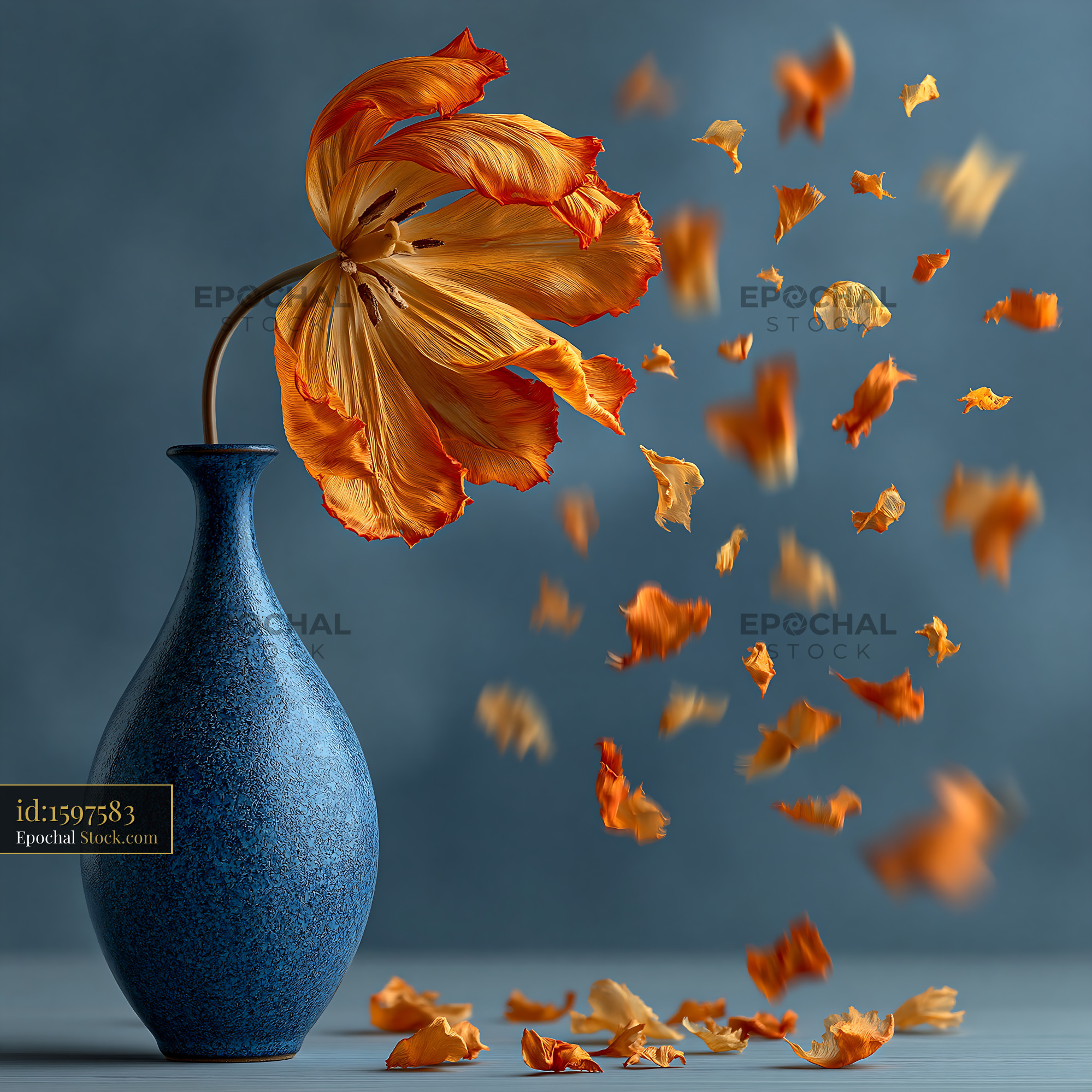 Wilted orange tulip in blue vase with petals drifting away - stock photo