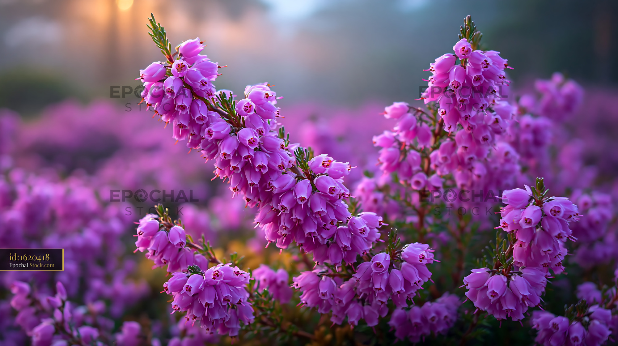 Pink heather blossoms in a wildflower meadow at sunrise with soft mist - stock photo