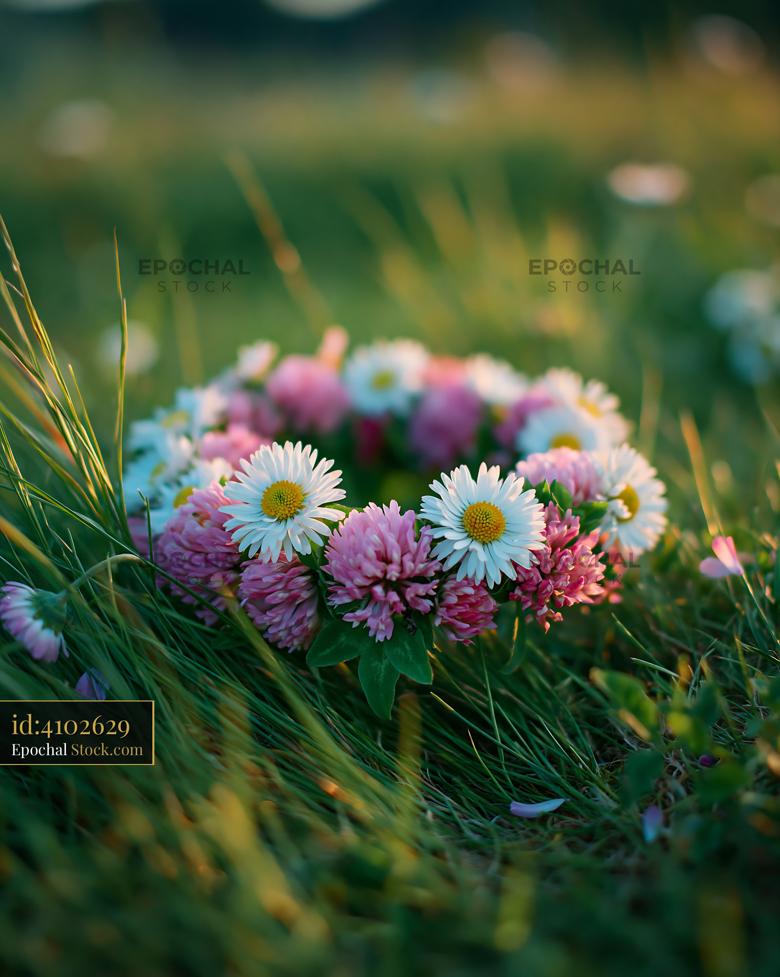 Handmade flower crown of daisies and clover in a sunlit meadow - stock photo