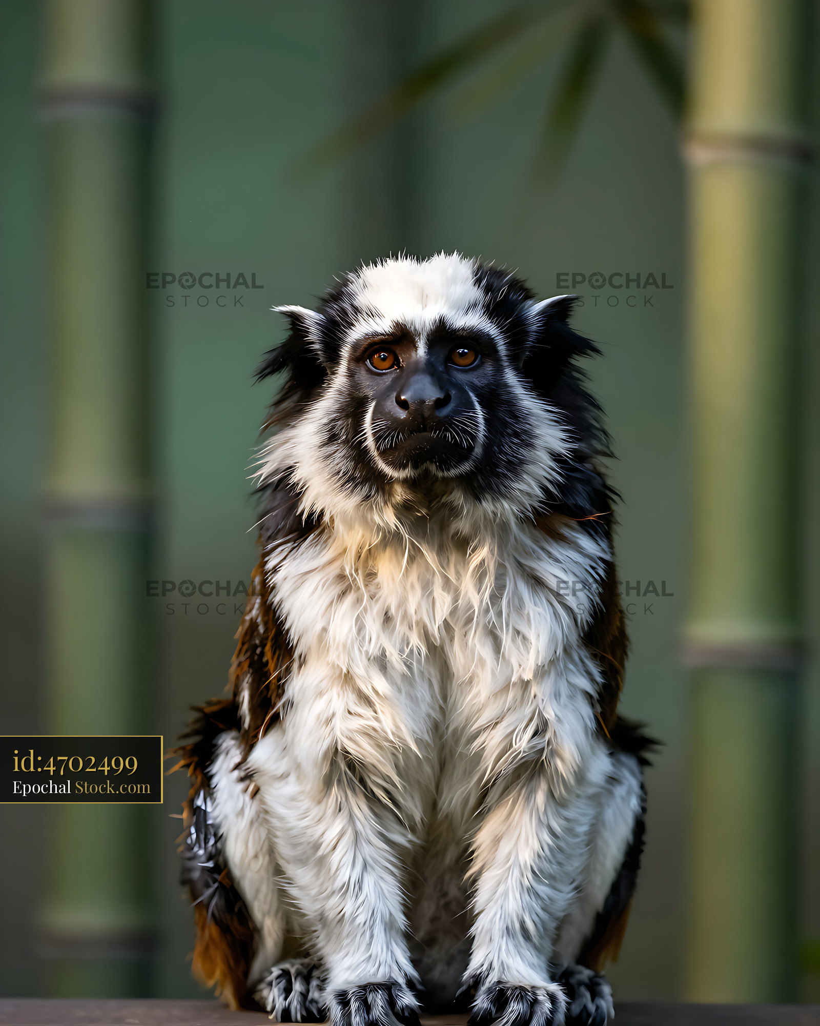 Pied tamarin with white fur sitting in a green bamboo forest - stock photo