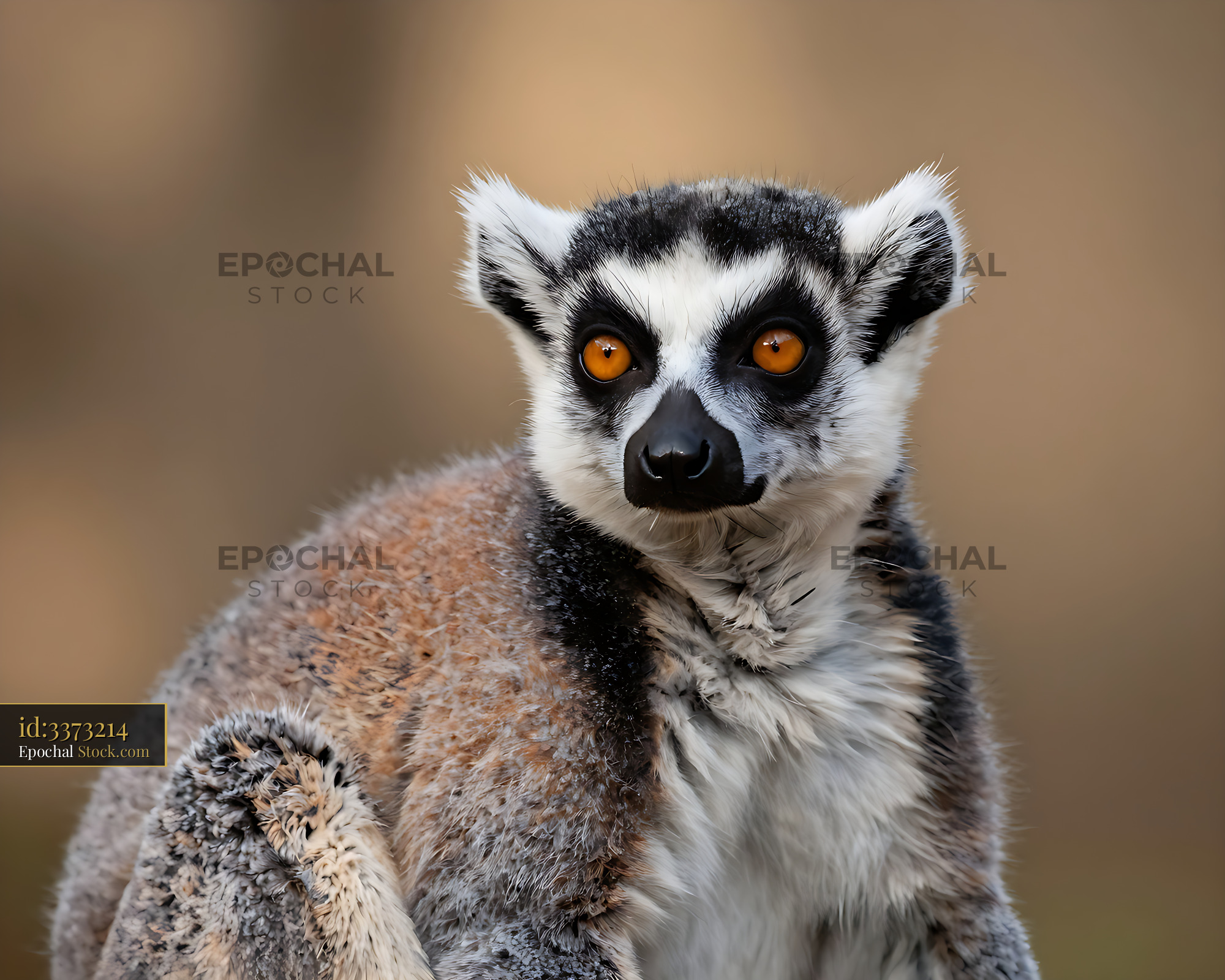 Ring-tailed lemur with bright orange eyes in a close-up portrait - stock photo