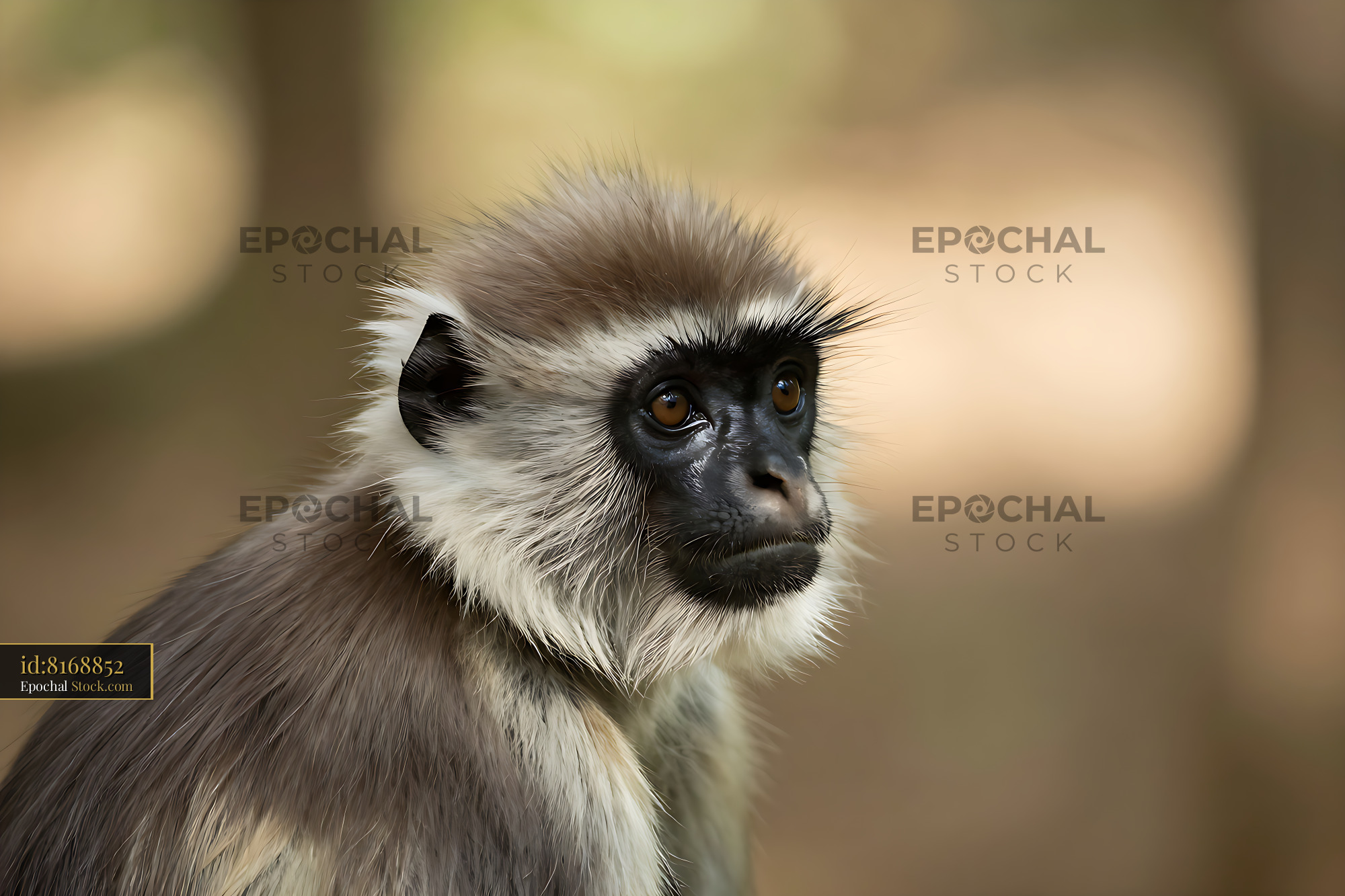 Francois' Langur with white sideburns looking thoughtfully sideways - stock photo