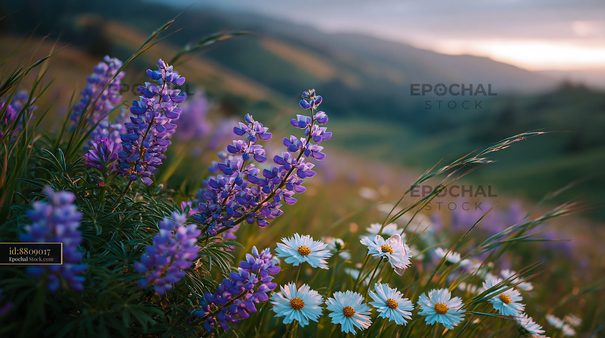 Wildflower meadow with lupines and daisies at sunset in rolling hills - stock photo