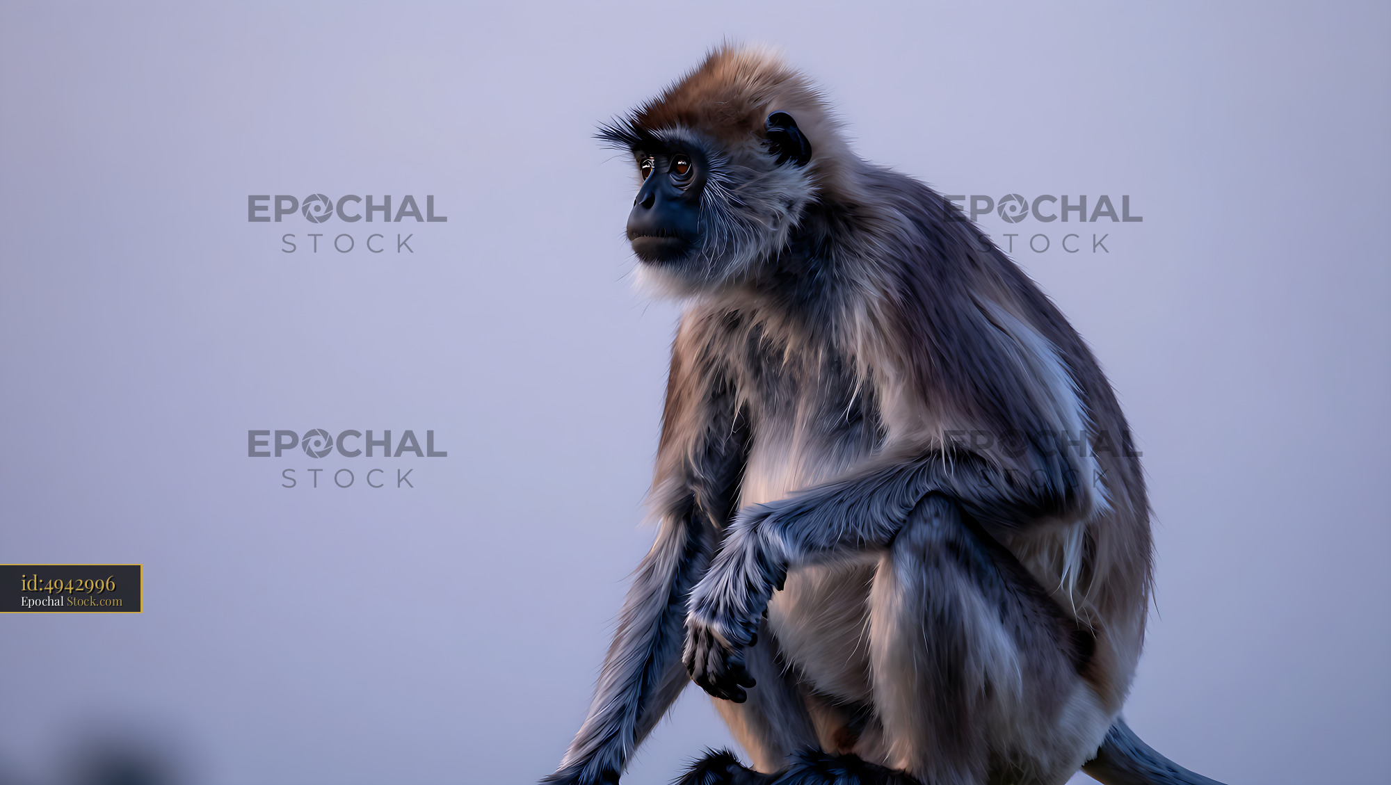 Douc langur monkey sitting thoughtfully against a soft blue sky - stock photo