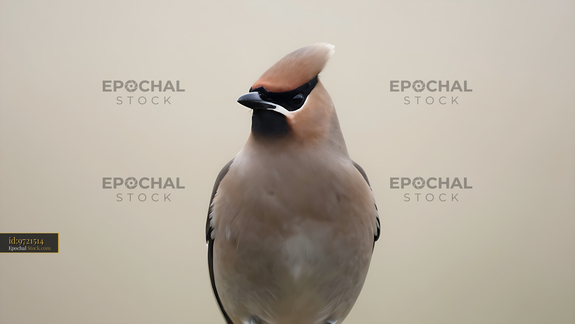 Bohemian waxwing bird with elegant crest on soft neutral background - stock photo
