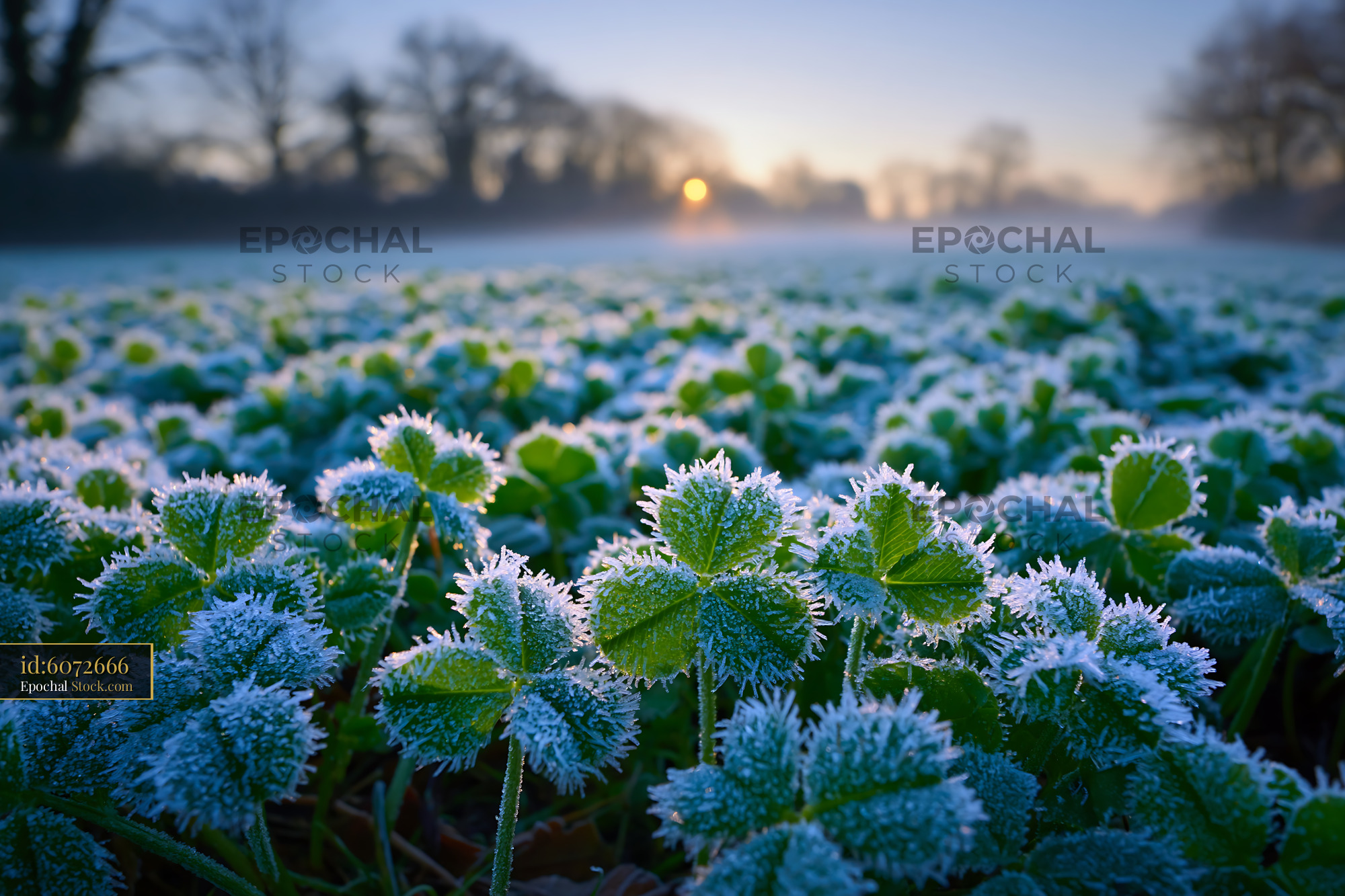 Clover field covered in morning frost at golden sunrise - stock photo