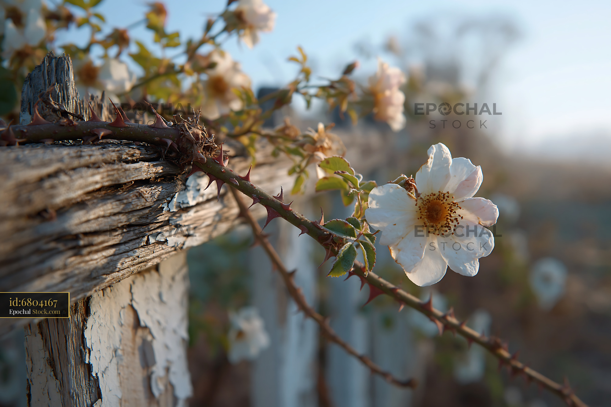 Wild white roses with thorns climbing a weathered white picket fence - stock photo