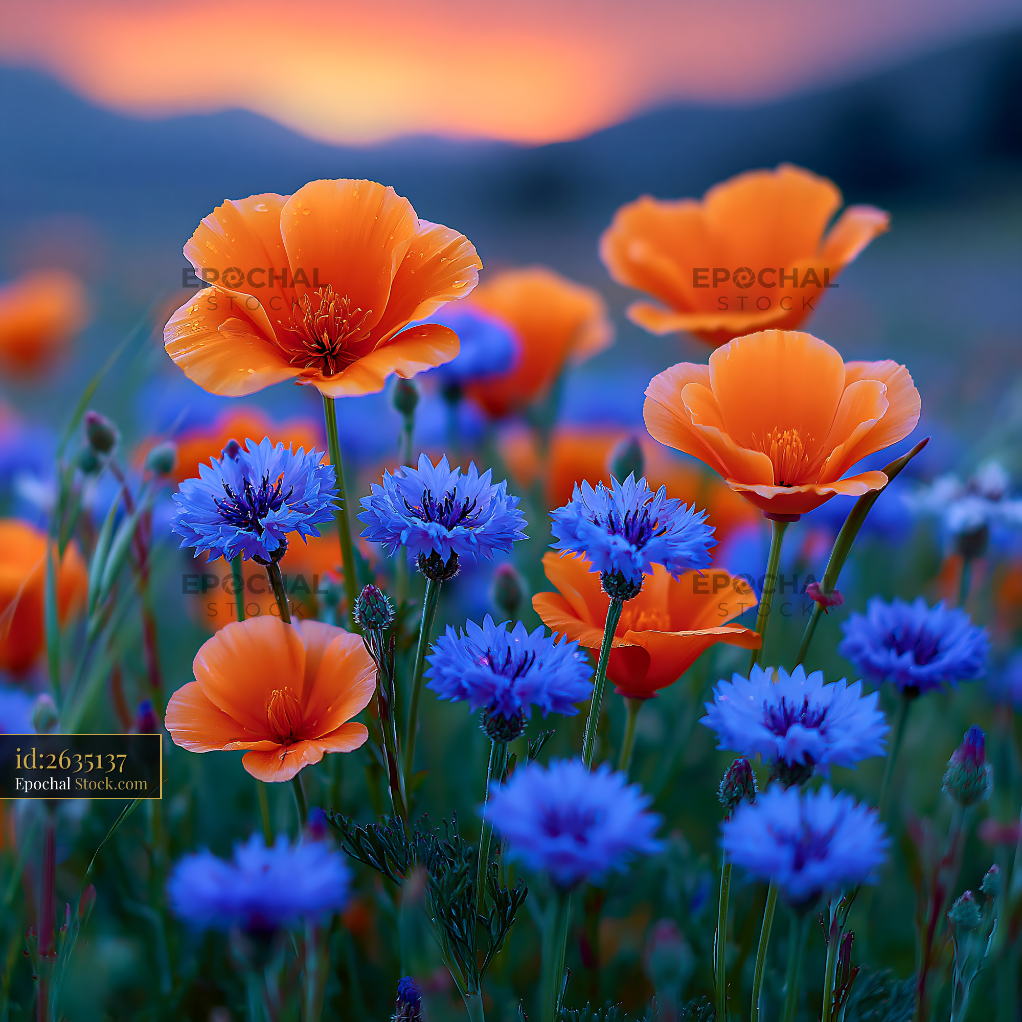 Orange poppies and blue cornflowers in a wildflower meadow at sunset