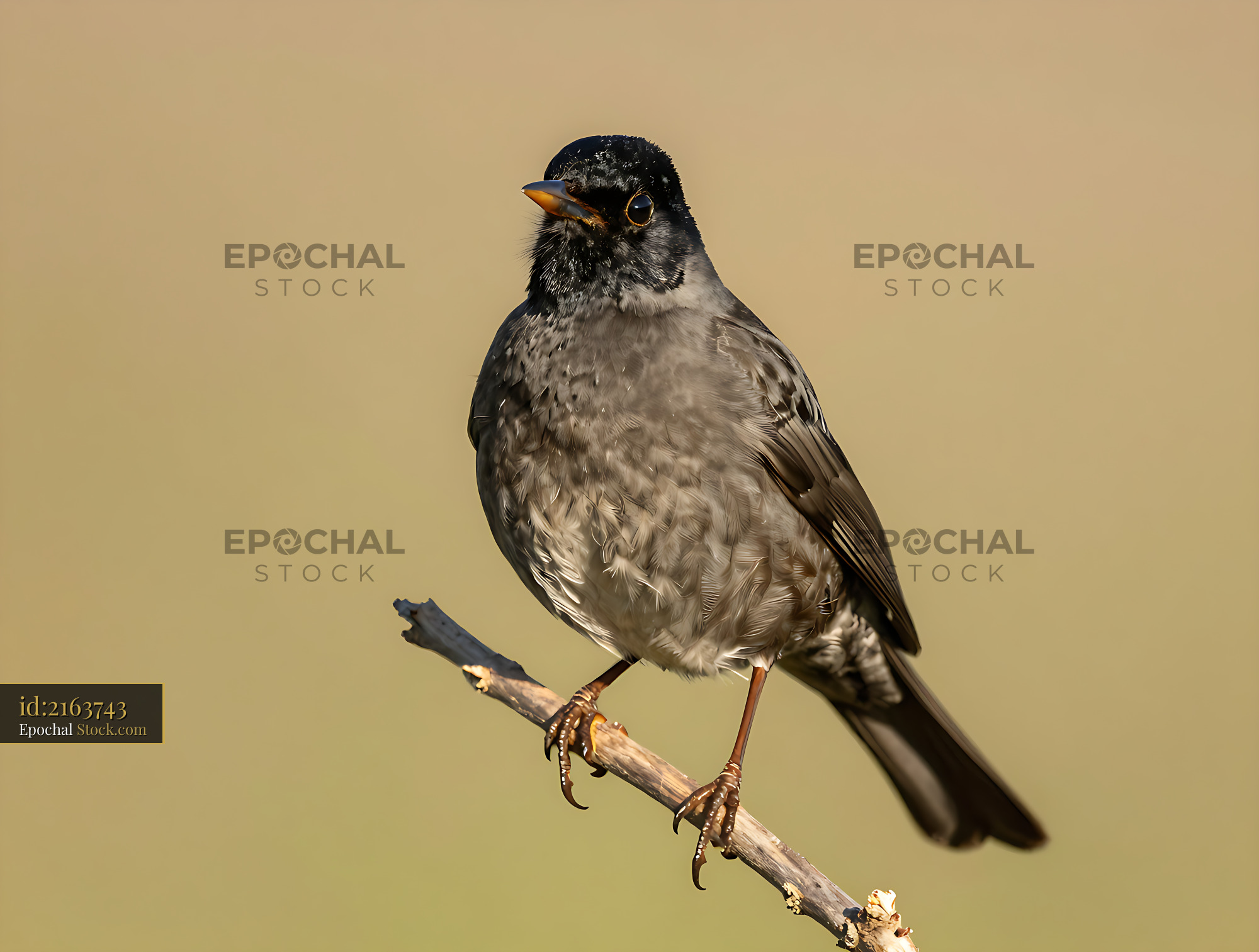 Male common blackcap perched on a branch during golden hour - stock photo