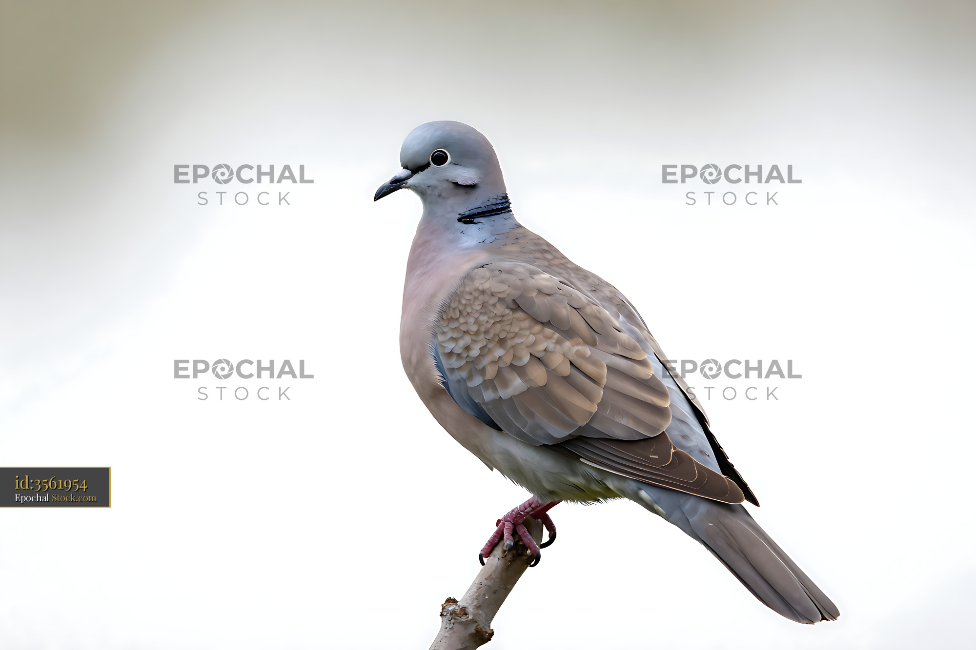 European stock dove perched on a branch against a bright background - stock photo