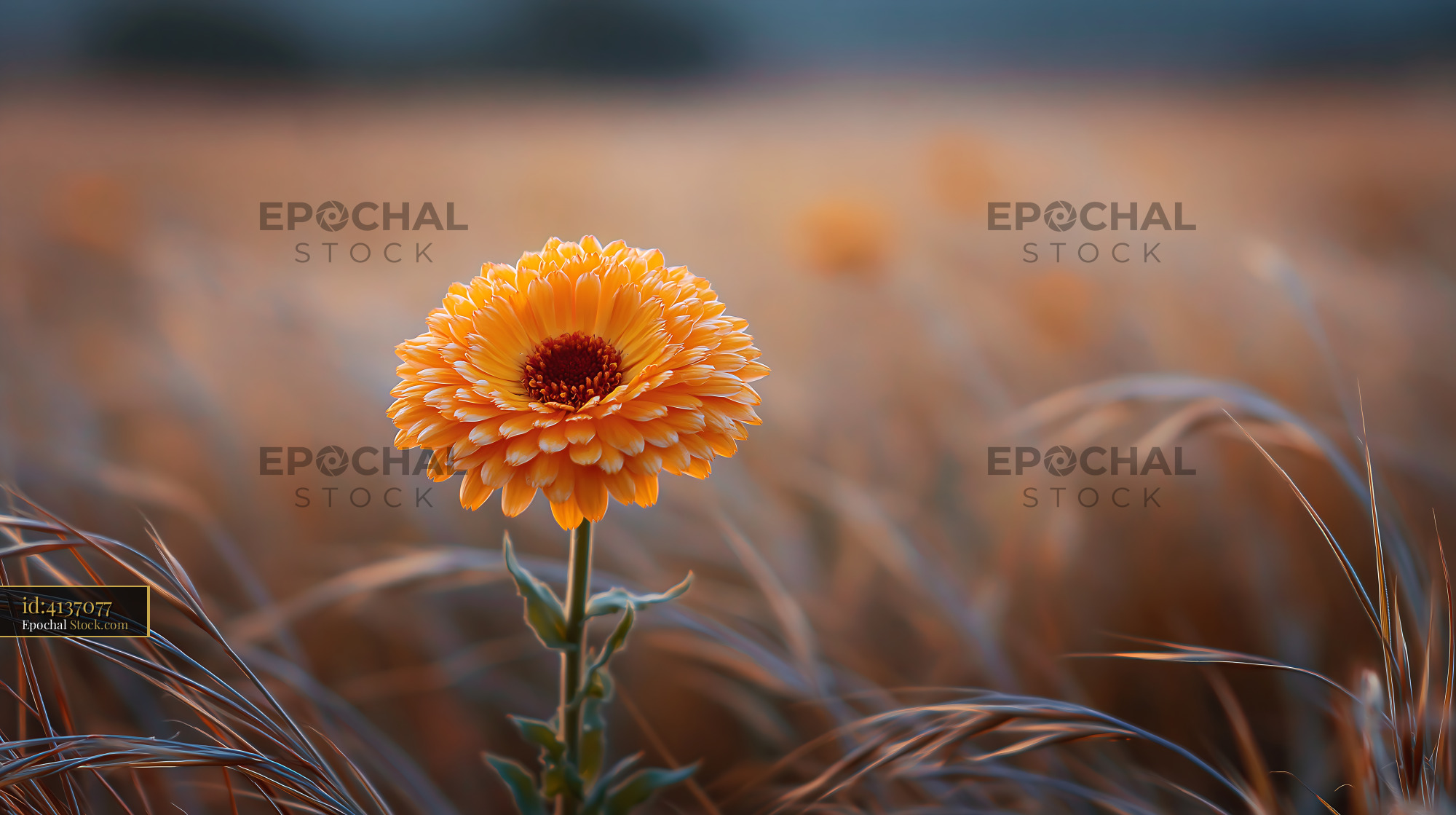 Orange marigold flower blooming in a golden wildflower meadow - stock photo