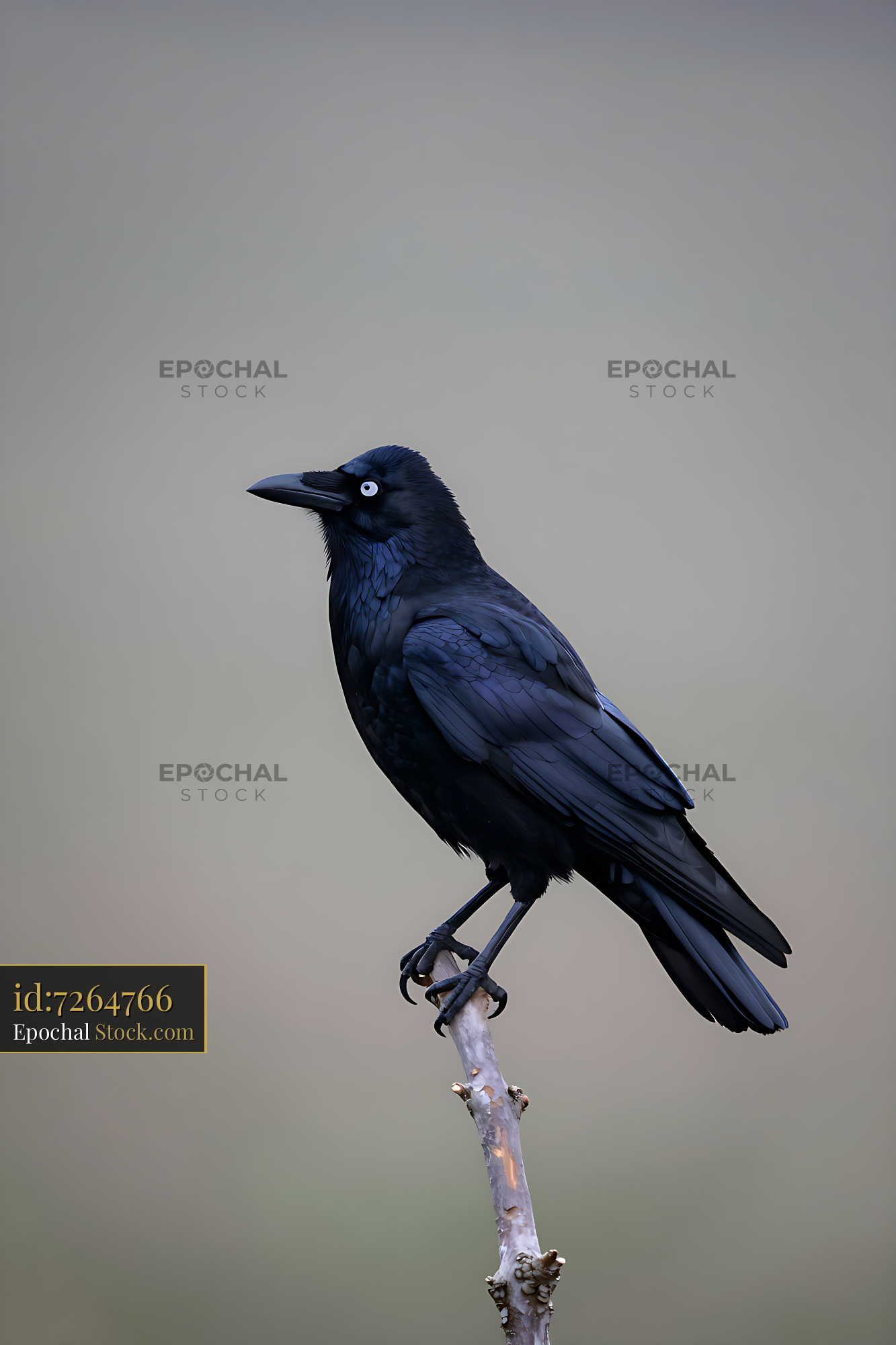Carrion crow with striking pale eyes perched on a bare wooden branch - stock photo