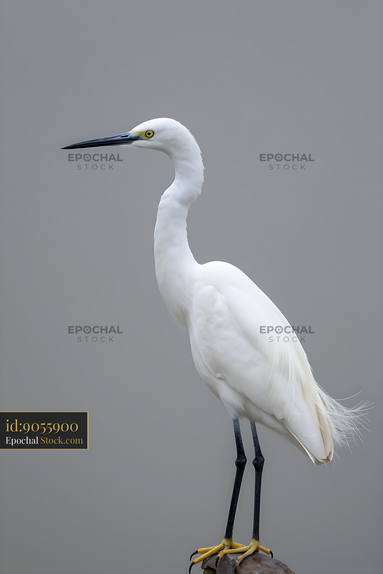 Snowy egret with delicate white feathers perched on a wooden post - stock photo