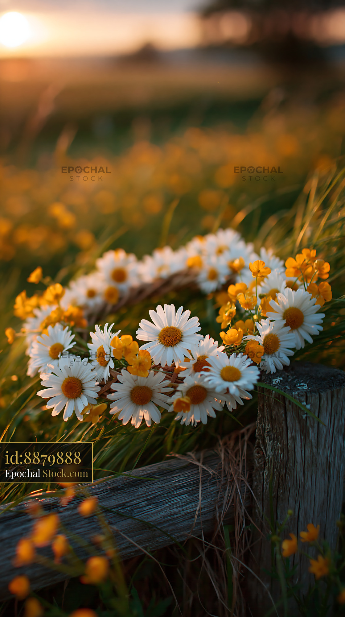 Daisy flower crown on a wooden fence in a meadow at sunset - stock photo