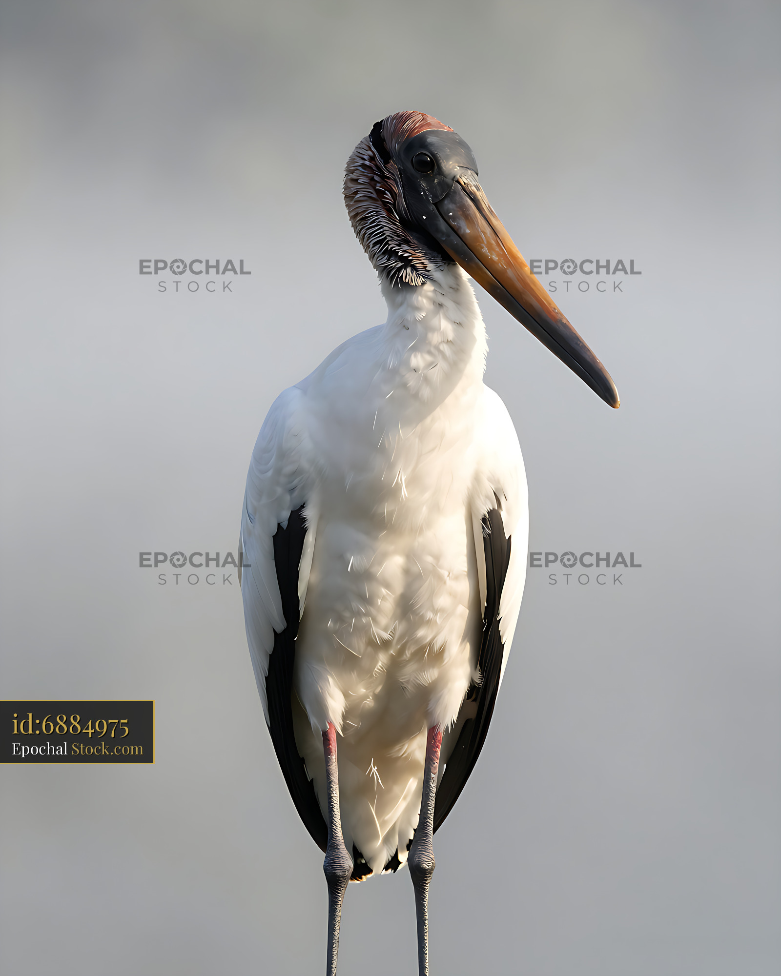Wood stork standing tall against a soft misty morning background - stock photo