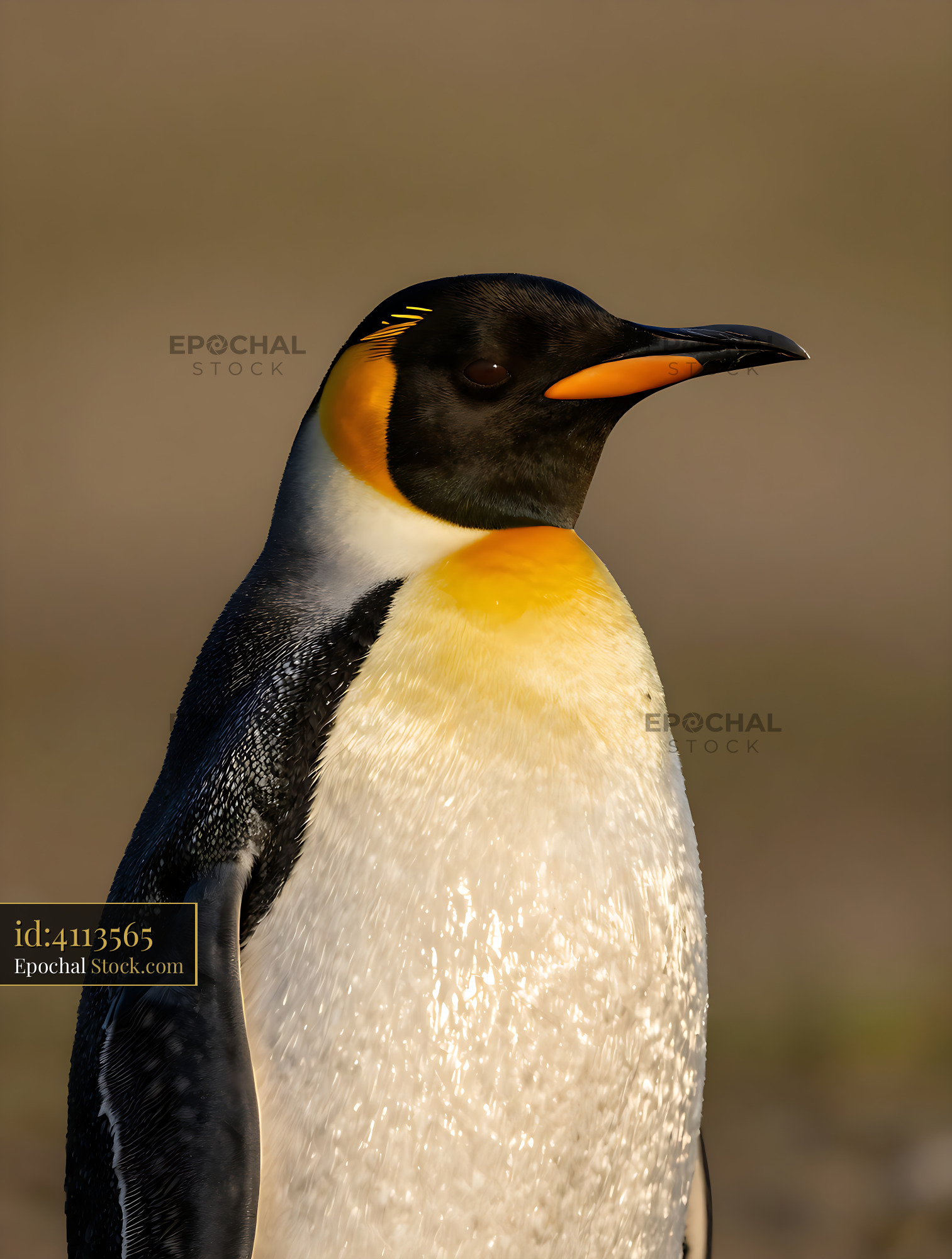 Macaroni penguin portrait in warm golden hour sunlight - stock photo