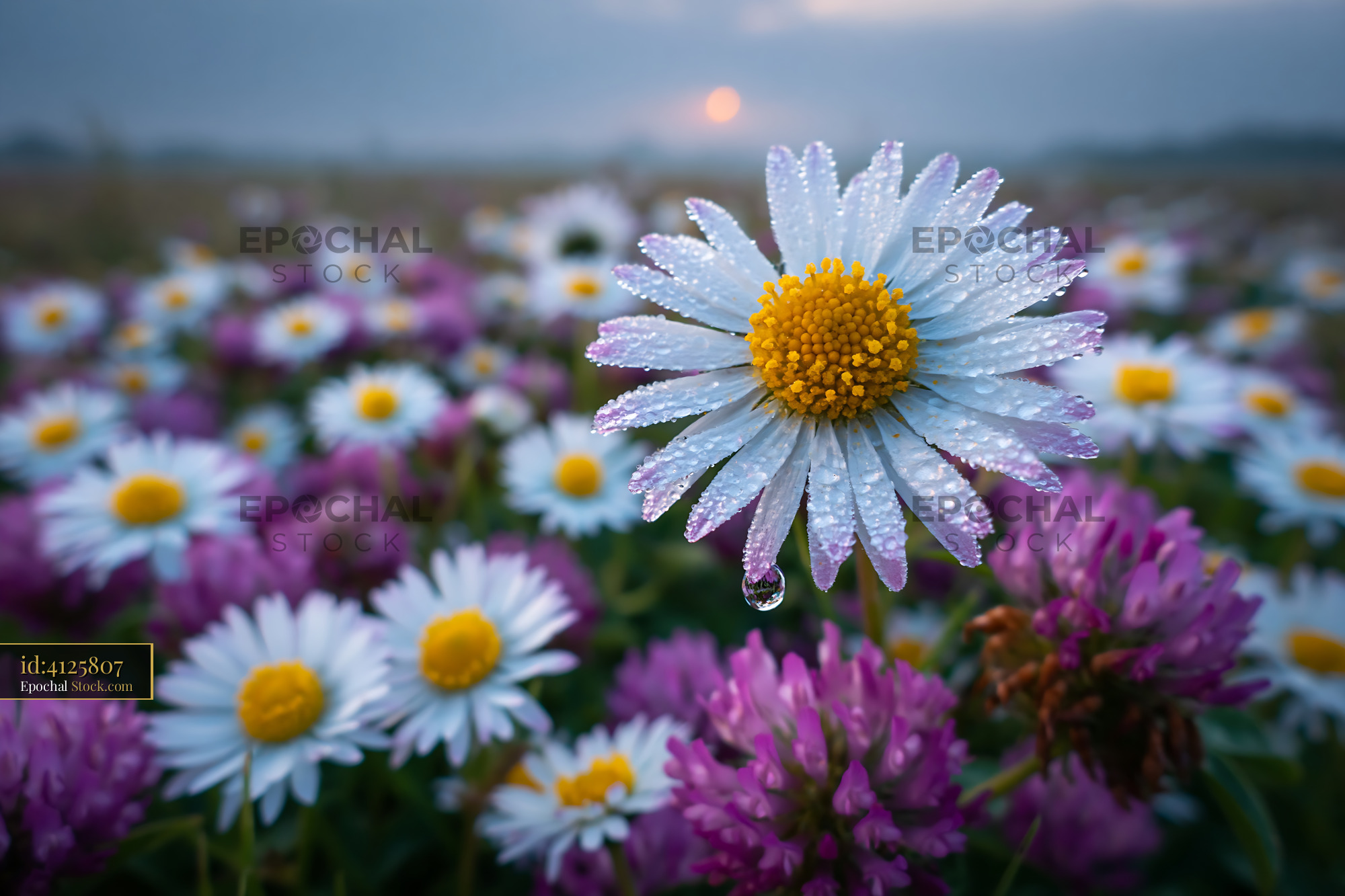 Daisy with morning dew in a wildflower meadow at sunrise