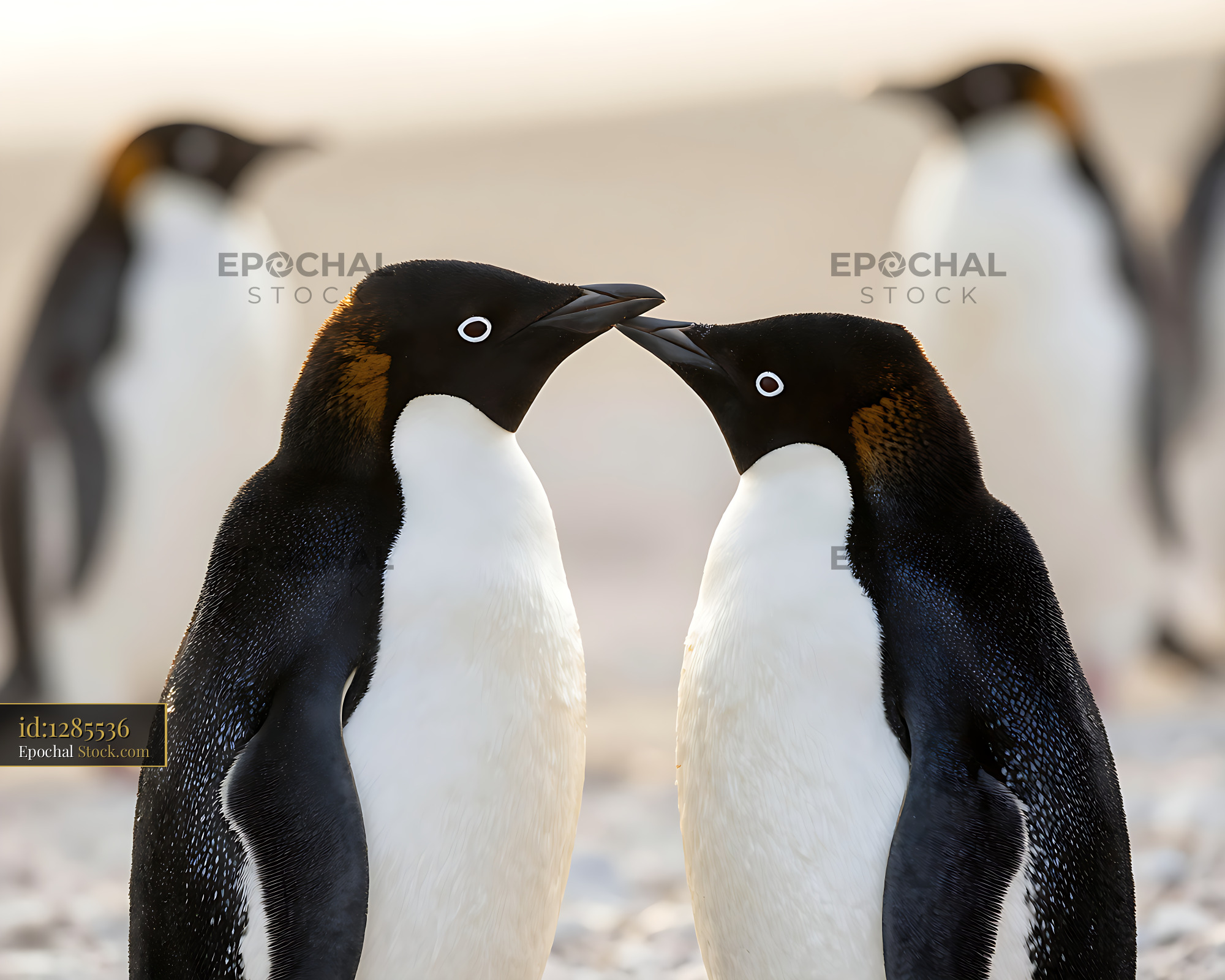 Adelie penguin pair touching beaks in an intimate moment of bonding - stock photo