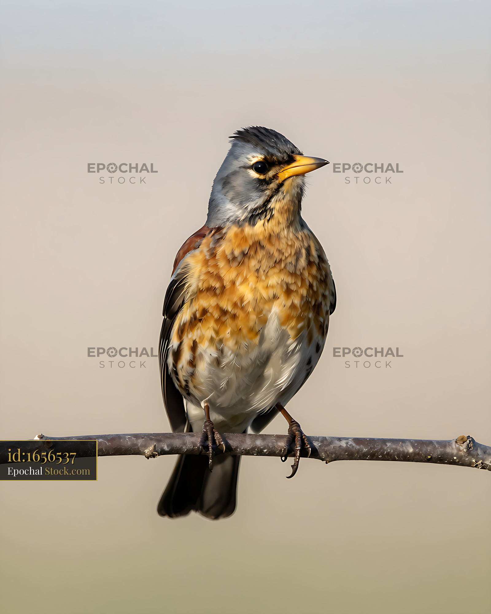 Fieldfare bird perched on a thin branch against a soft background - stock photo